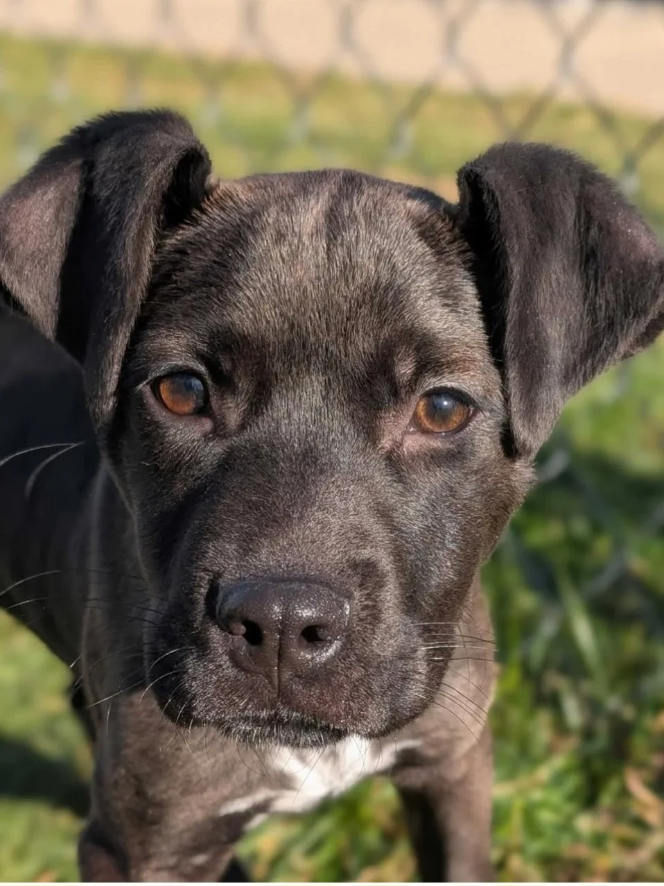 Charlie Brown, Lucy, Peppermint Patty, and Marci :  4 sickly little stray puppies that were picked up by animal control.  
All 4 became sick with parvo.  Luckily it was caught early and they all survived.   They seem to be Lab, Weimaraner, and maybe 