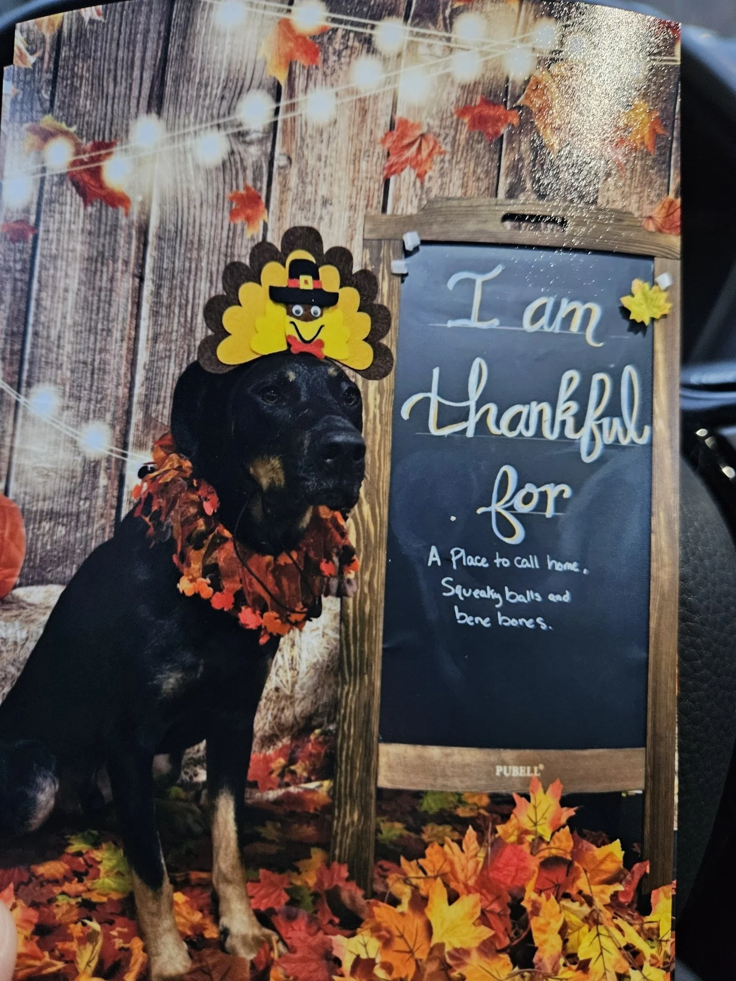 Reacher,  formerly Jerry, his Mom sent his Thanksgiving and Christmas photos.