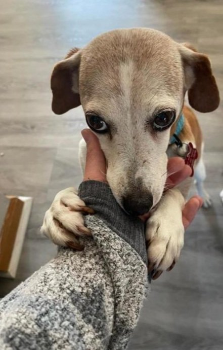Sweet Gracie adopted and loving her new home!!