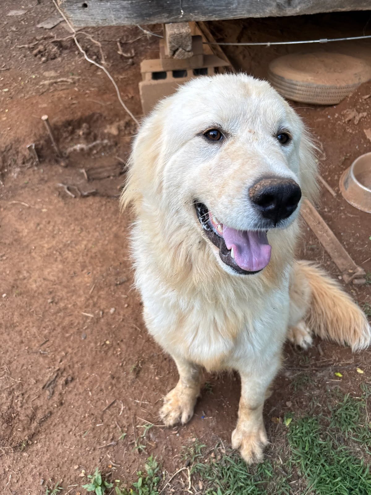 Sonny - a beautiful Great Pyrenees/Lab mix.
He is handsome and sweet, just like his brother!
