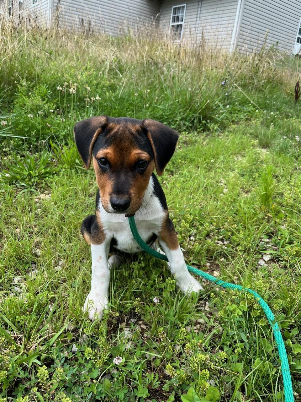 Banjo posing outside.