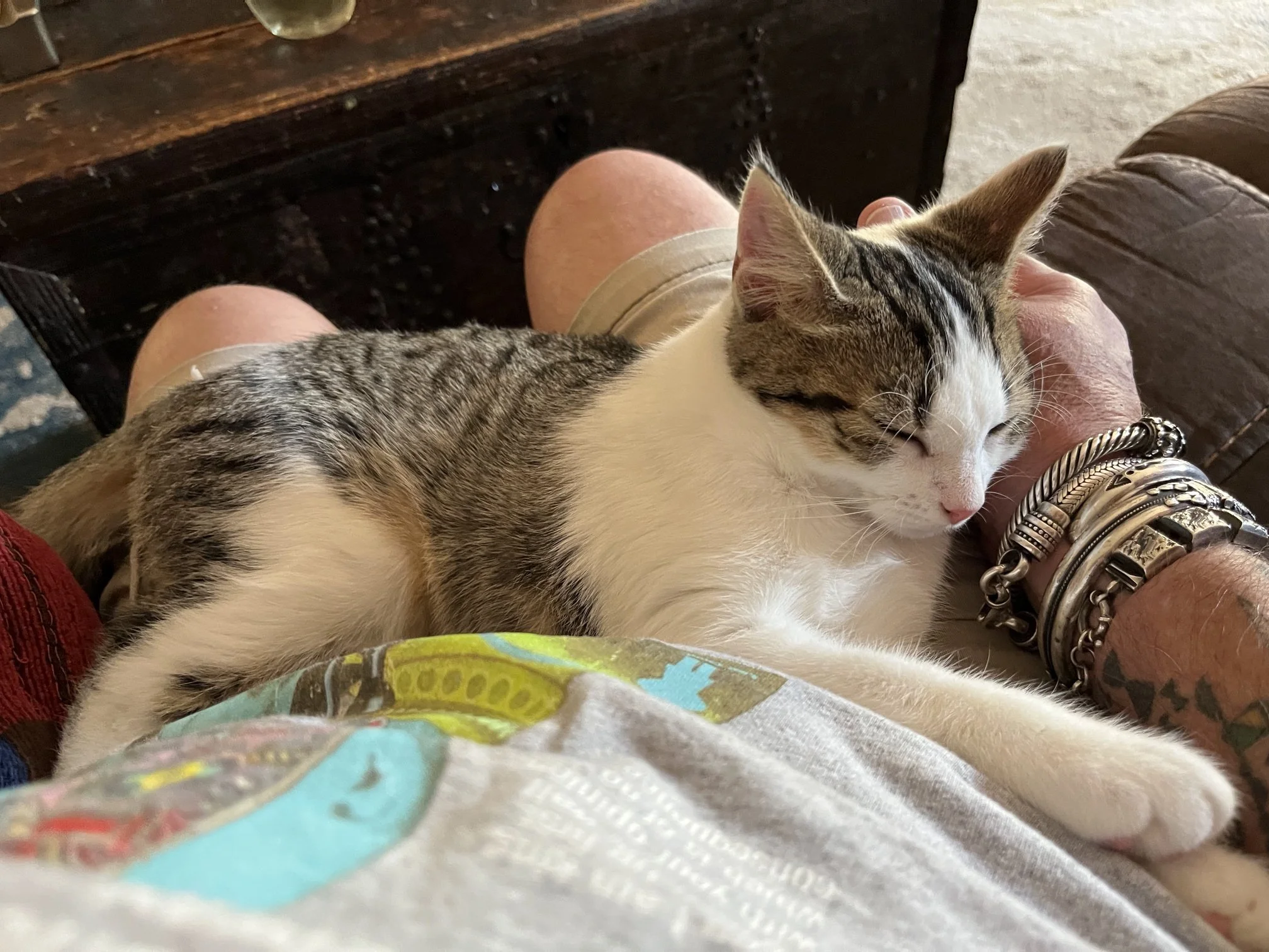 Tempest - formerly Phil - July 2025.  Who knew this scraggly little stray kitten would end up looking so exotic!!!