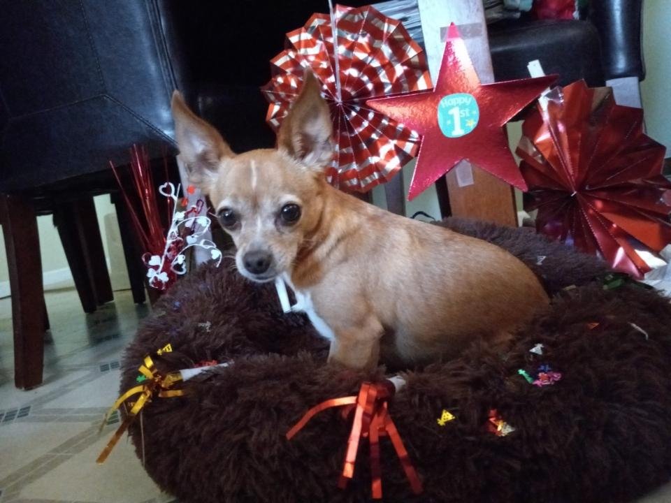 Tootie, rescued in August 2022. This is her one year adoption anniversary celebration!