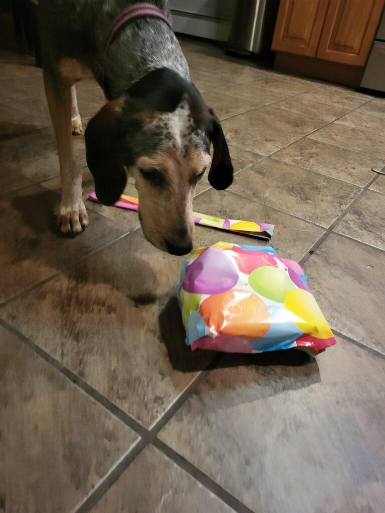 Charli (formerly Rosie, from January 2022) sniffing her birthday present!