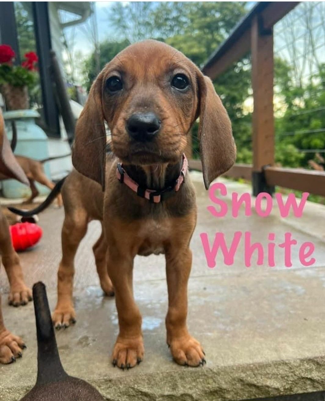Snow White