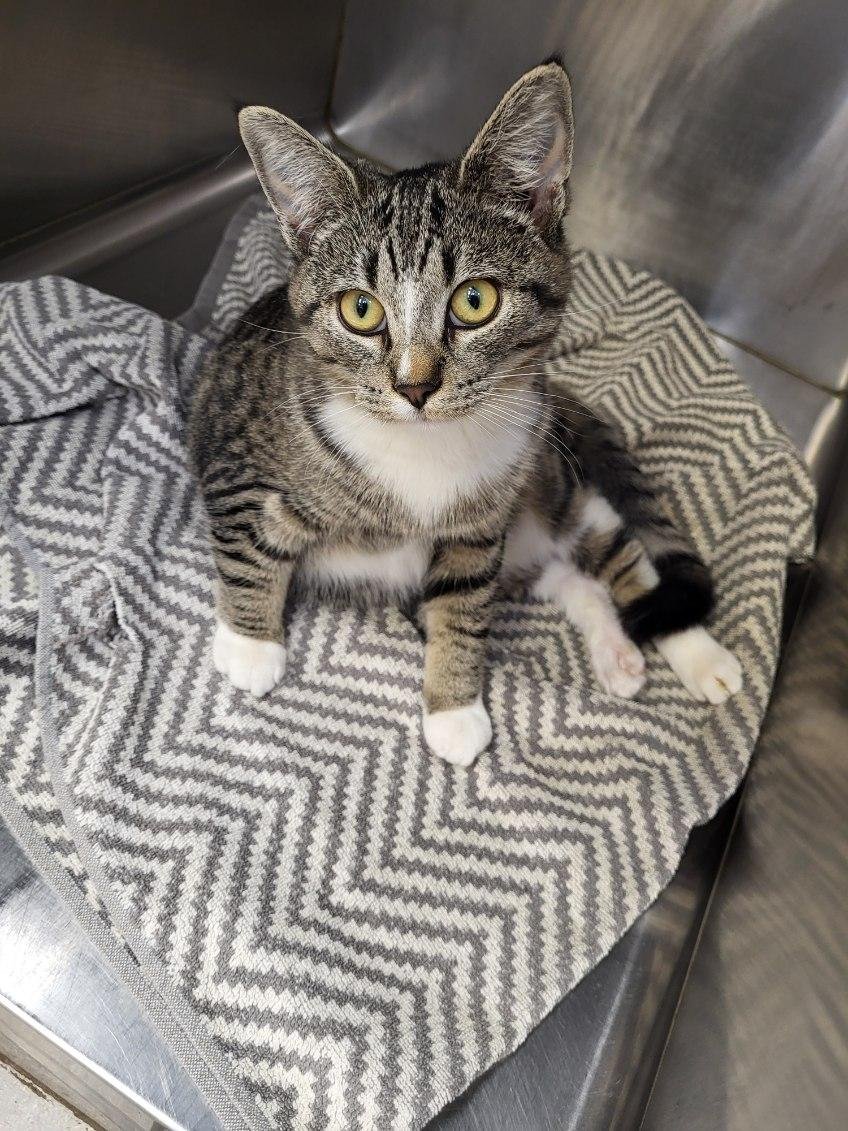 Silverbell: another sweet kitten, about 5 months old, who was surrendered with a broken leg. Huge thanks to Dr. Laurie for fostering her while she heals. We still need a home for her! Please contact Fonda at "hopefulhounds@aol.com" if you are int