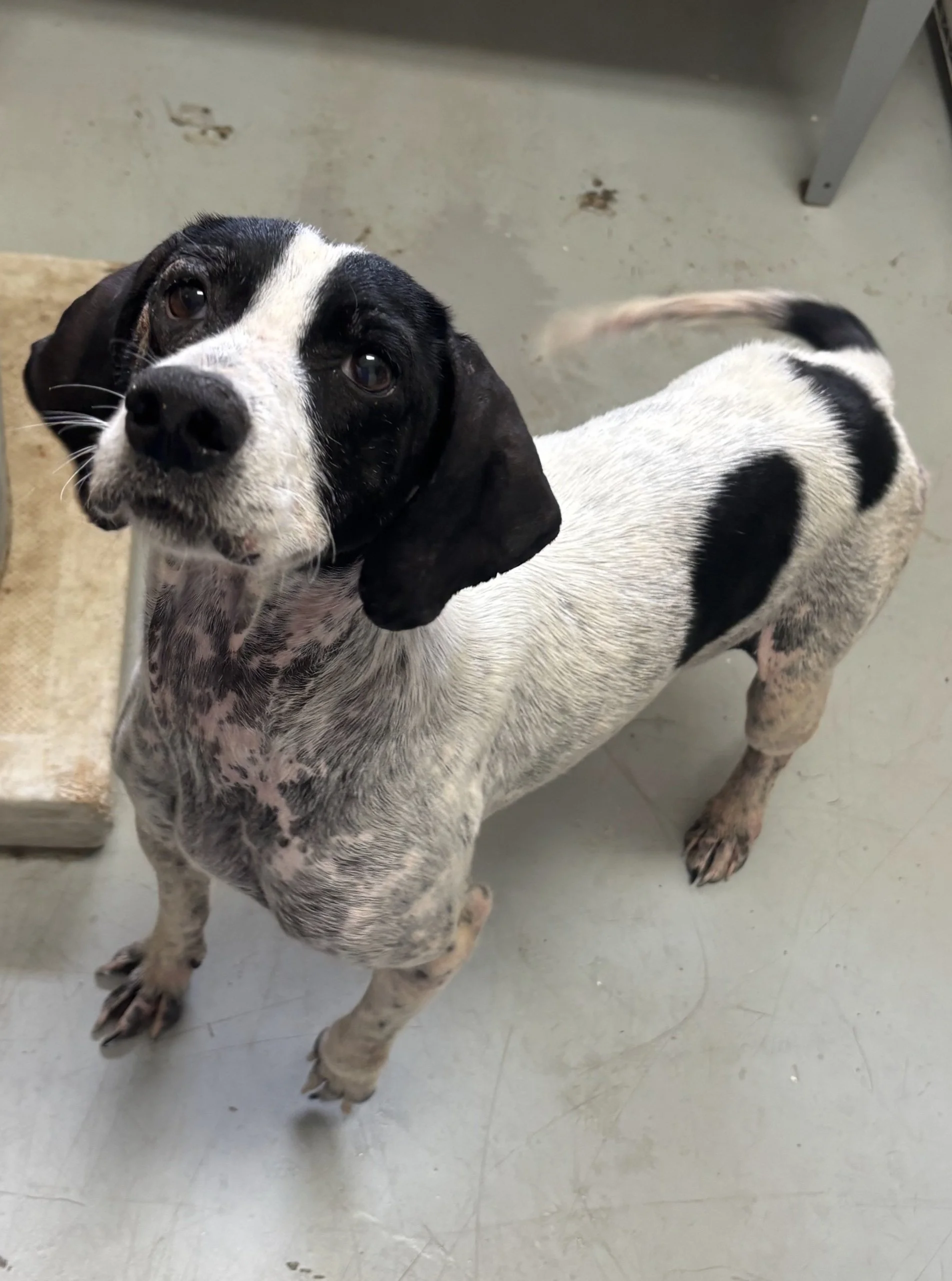 Molly -  a sweet momma dog, about 5 years old, picked up with her 2 puppies.  We think they are spaniel mixes with their pretty black ears and slightly wavy coat.  