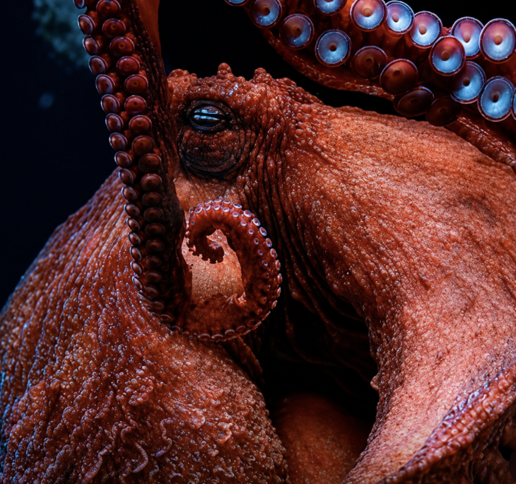 When Does An Animal Become Food?
