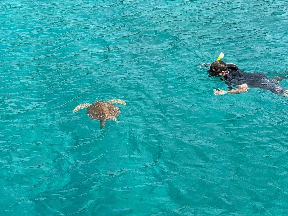 st thomas sea turtle.jpg