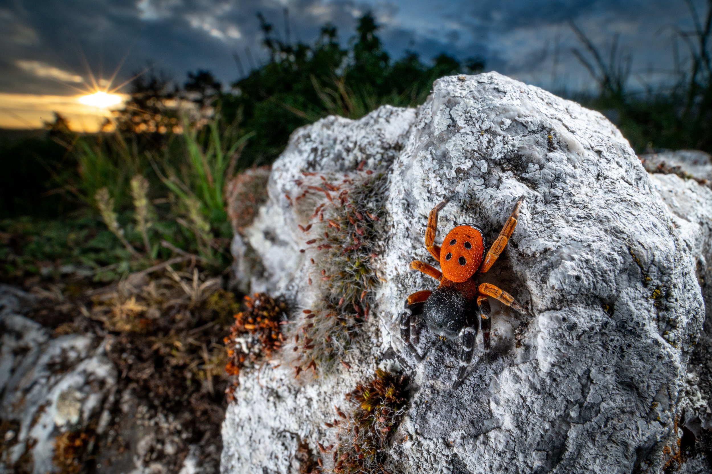 Širokoúhlý pohled do světa divoké přírody : recenze objektivů Laowa