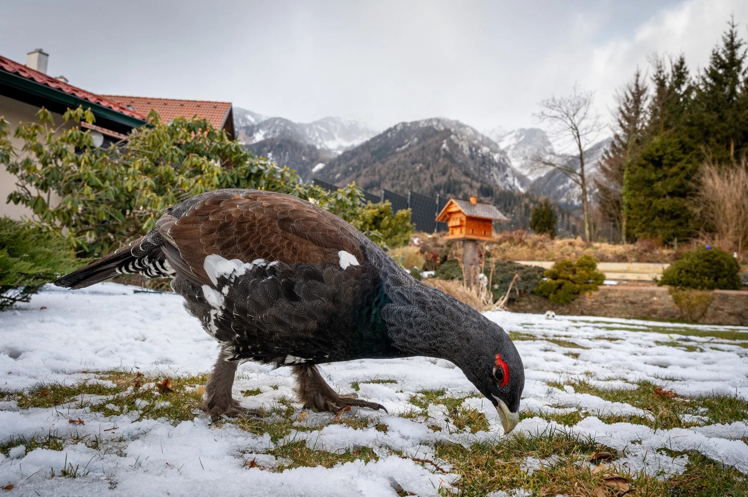 Vzácný novoroční host - tetřev hlušec