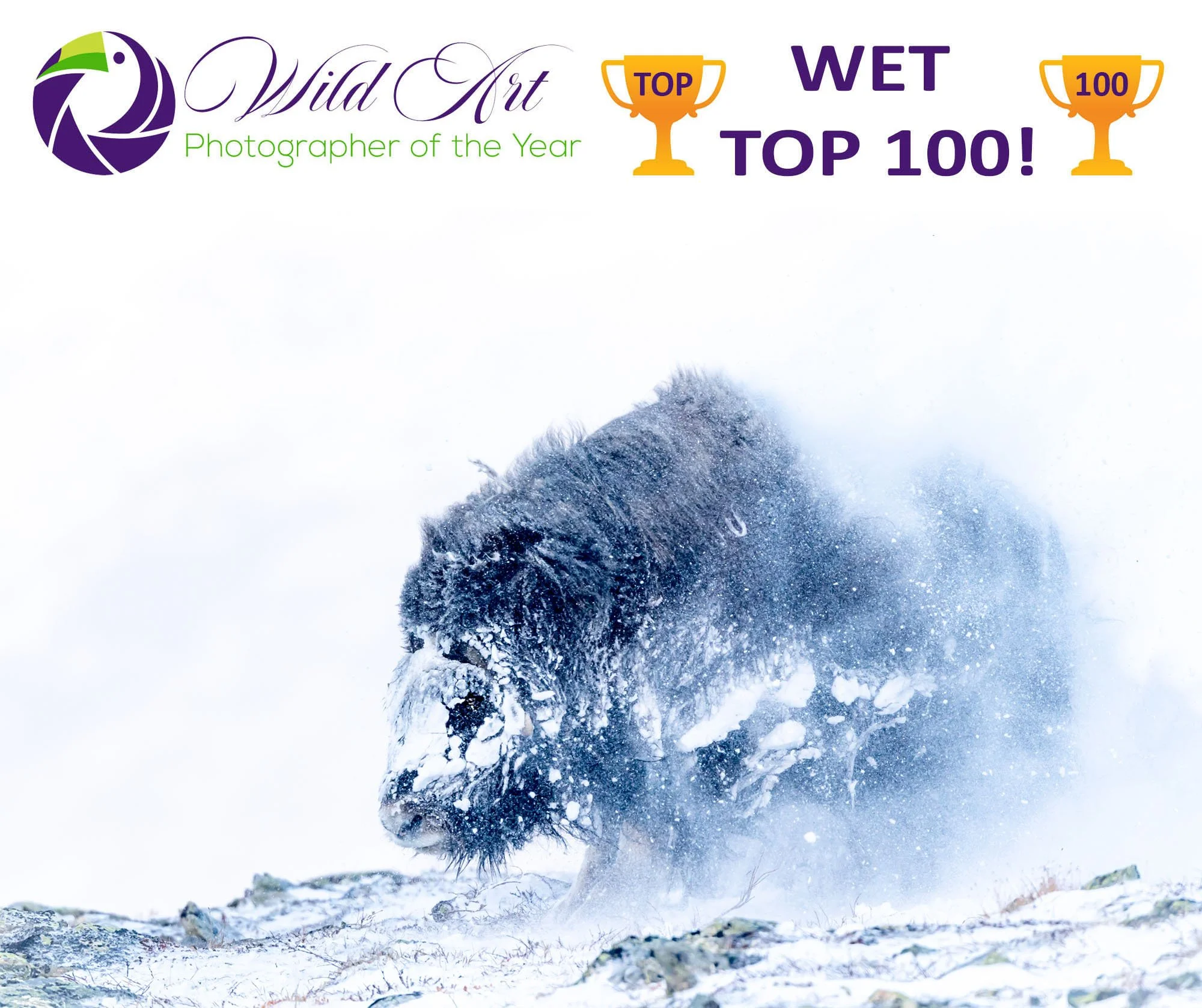 Musk ox, Wildart POTY 2023,