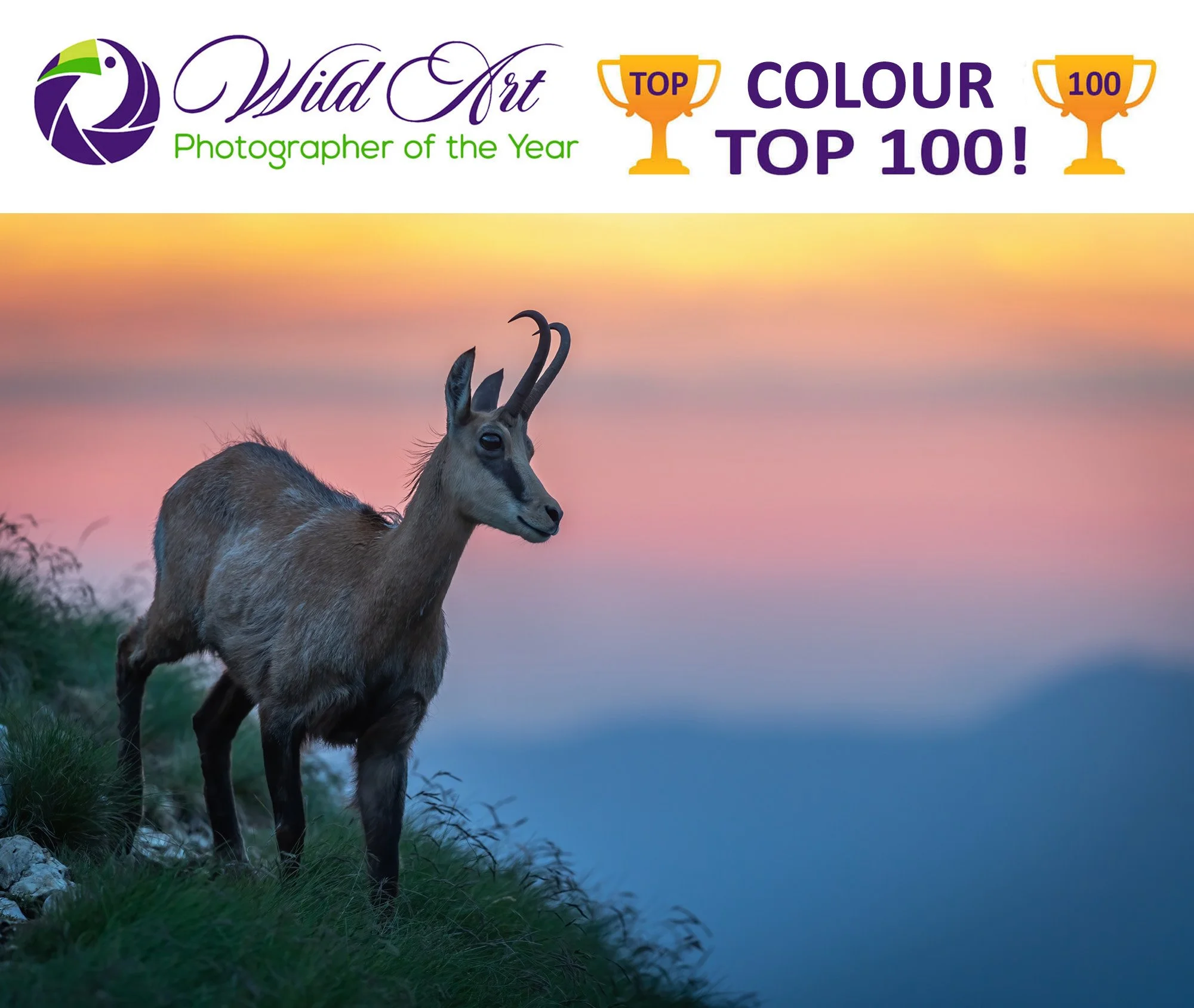 Wildart POTY 2023, top 100, Colour
