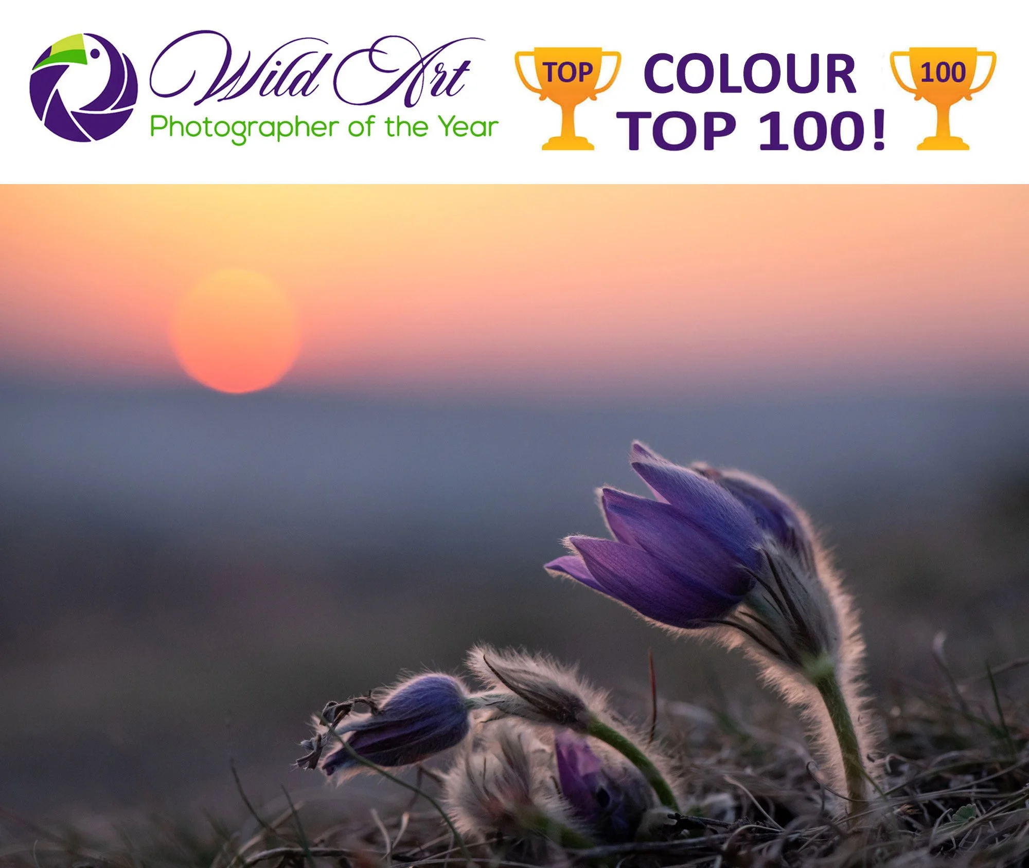 Wildart POTY 2023, Colour, top 100