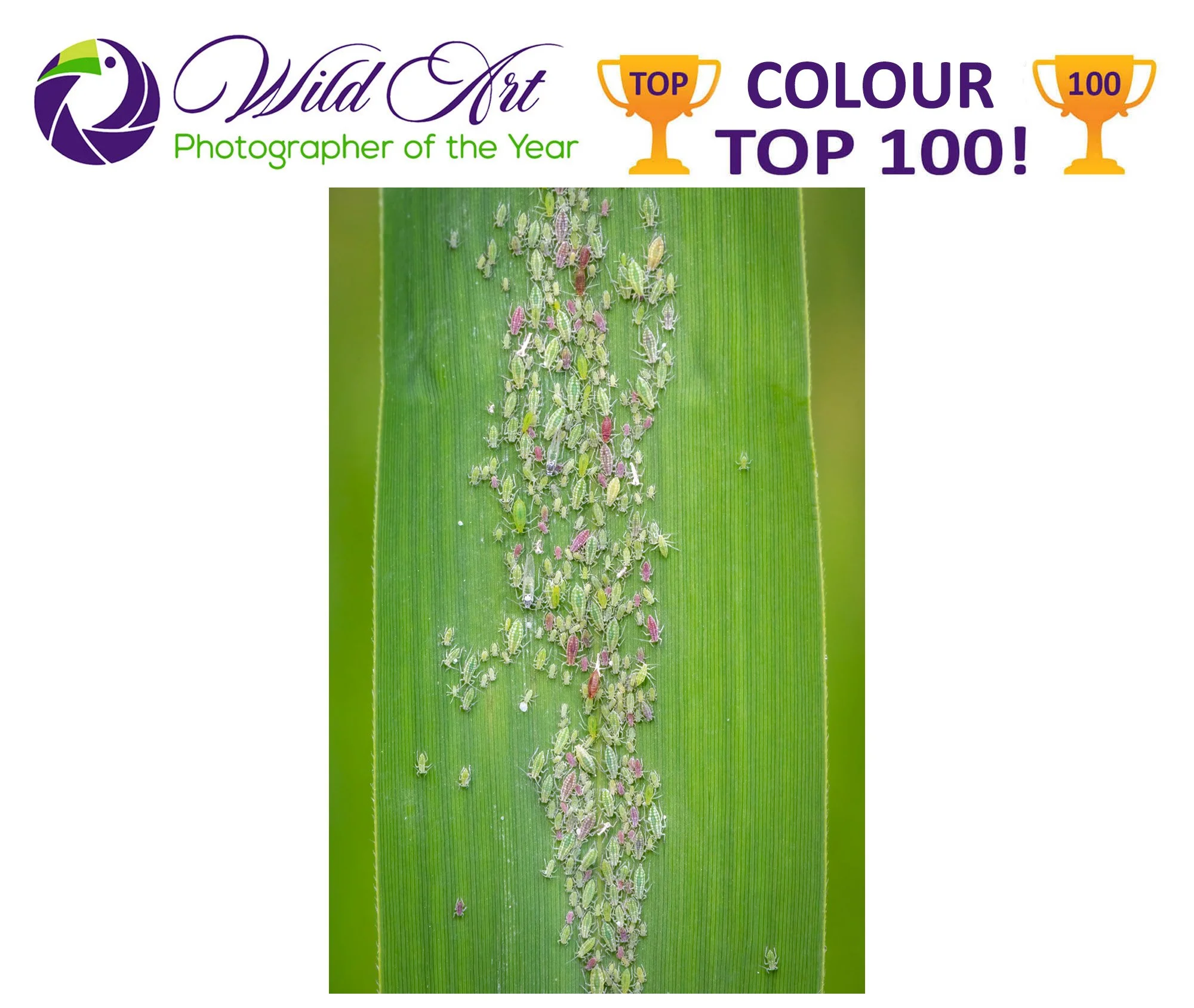 Wildart POTY 2023, top 100, Colour