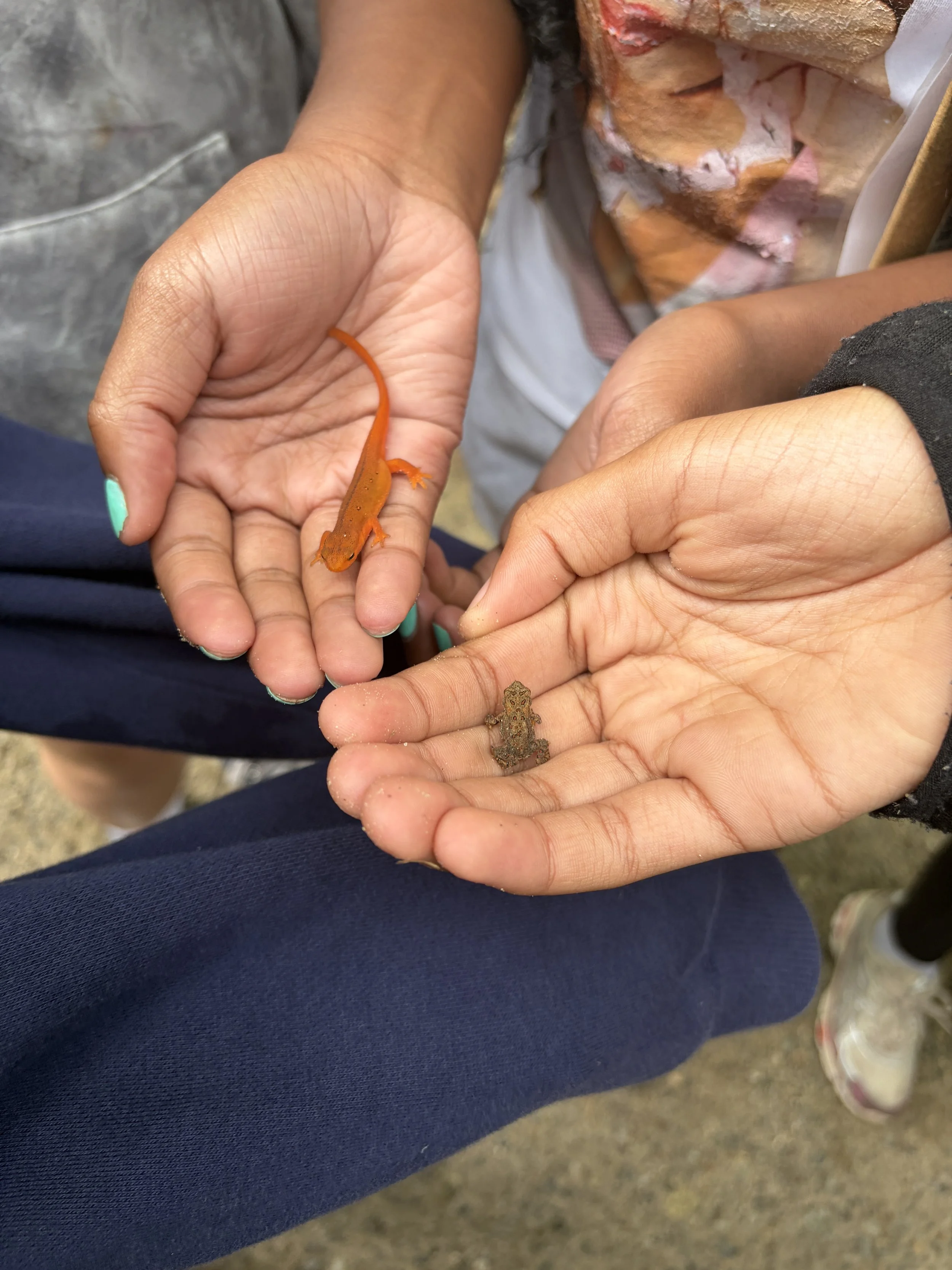 newt.JPG