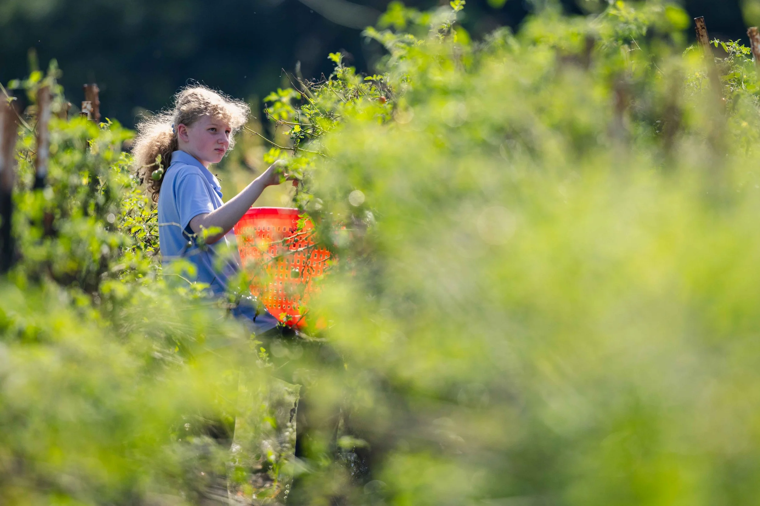 2026.9.18 OSS Share the Harvest Dartmouth YMCA-10.jpg