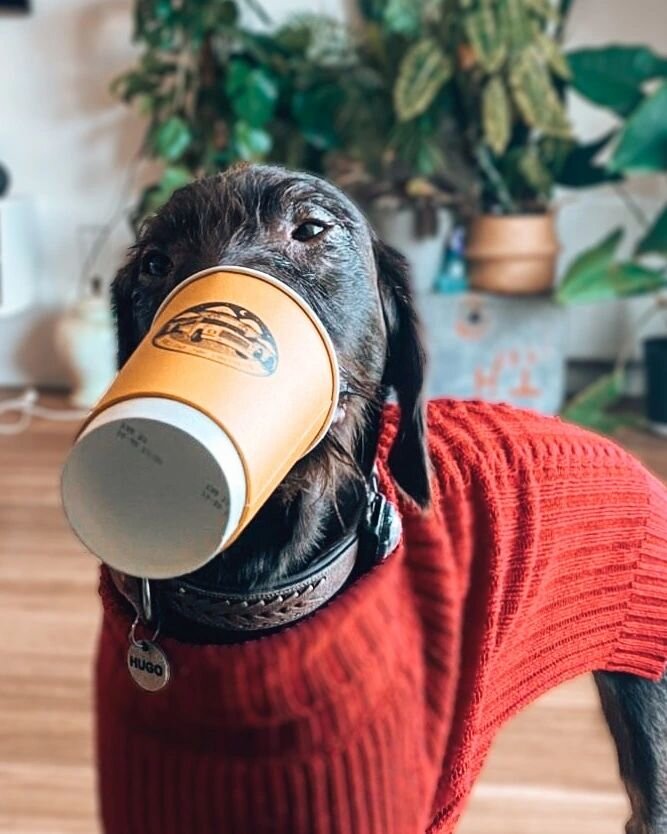 Good dogs know good coffee 🐶  @thepetcentrenewquay