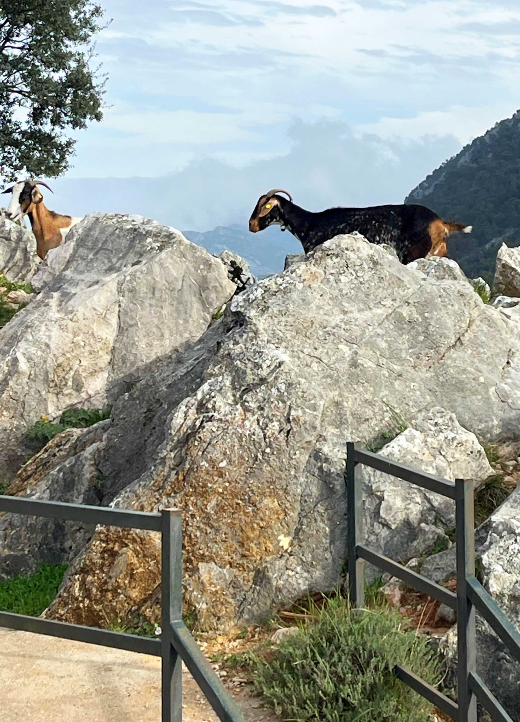 Mountain-goats.jpg