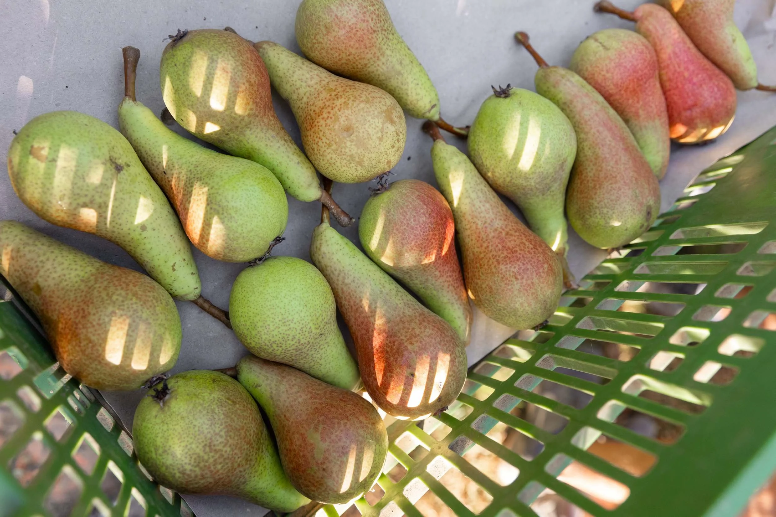 (c)marianne mittermayr_isidor (139).jpg