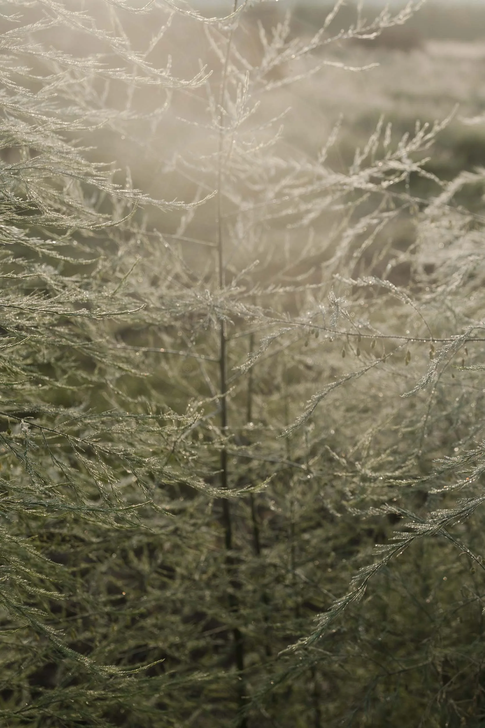 (c)marianne mittermayr_isidor (26).jpg