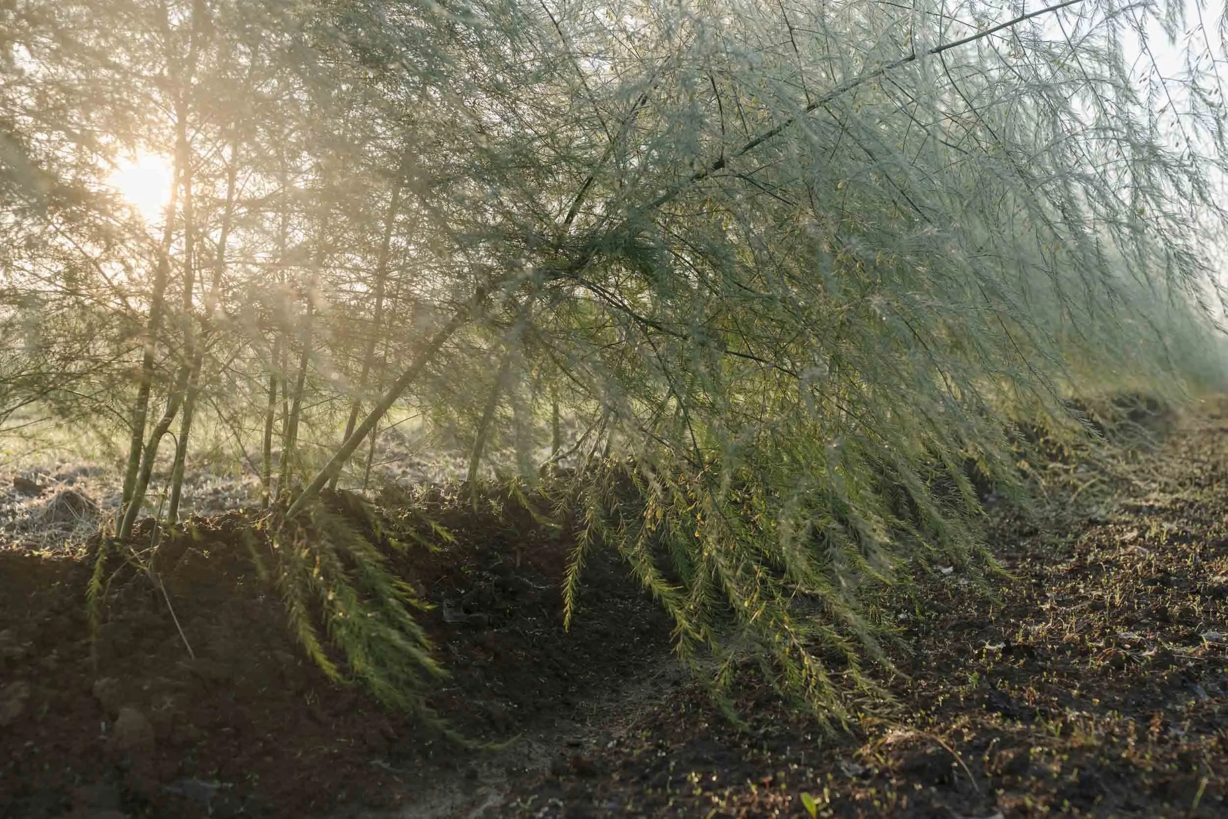 (c)marianne mittermayr_isidor (24).jpg