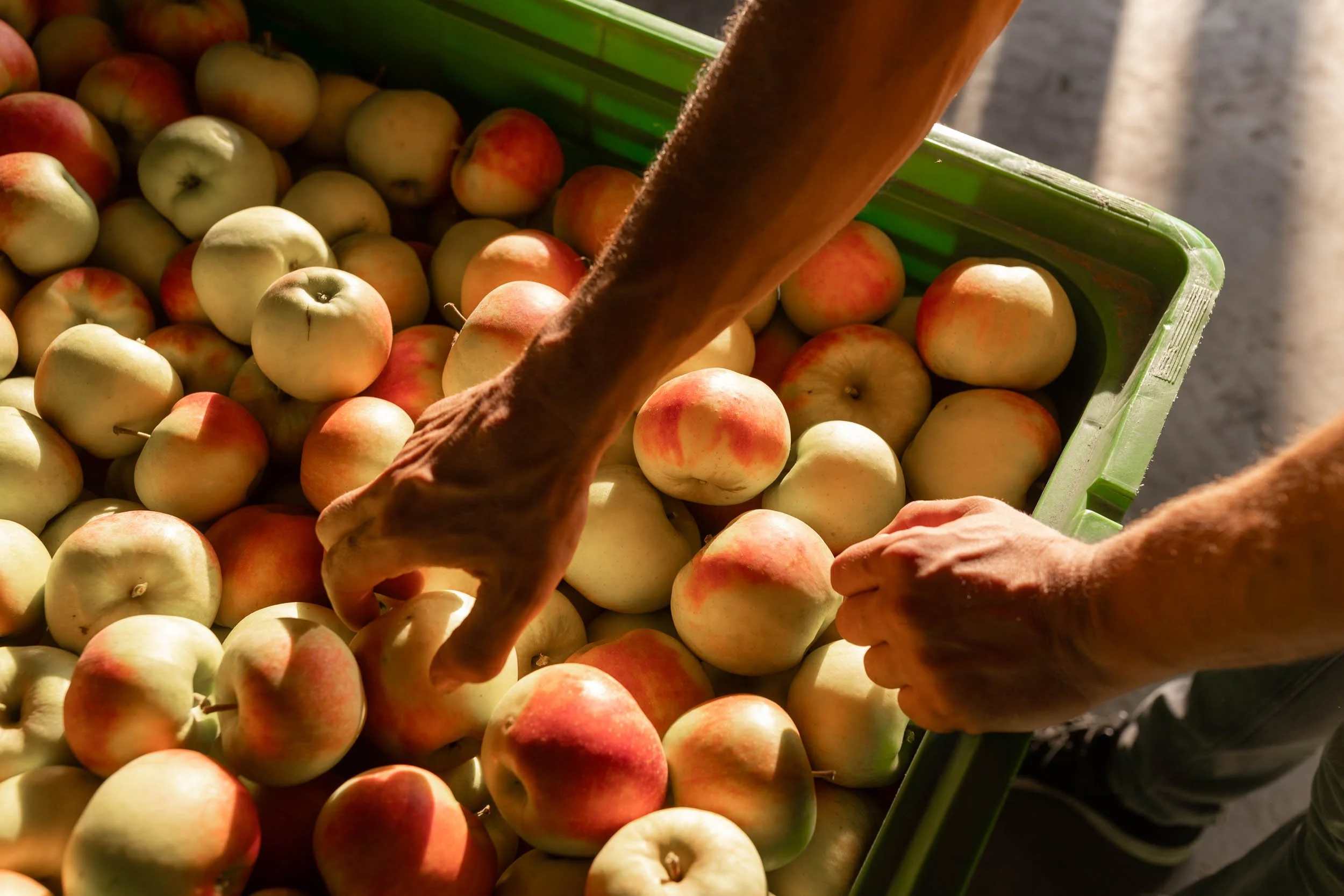 (c)marianne mittermayr_isidor (217).jpg