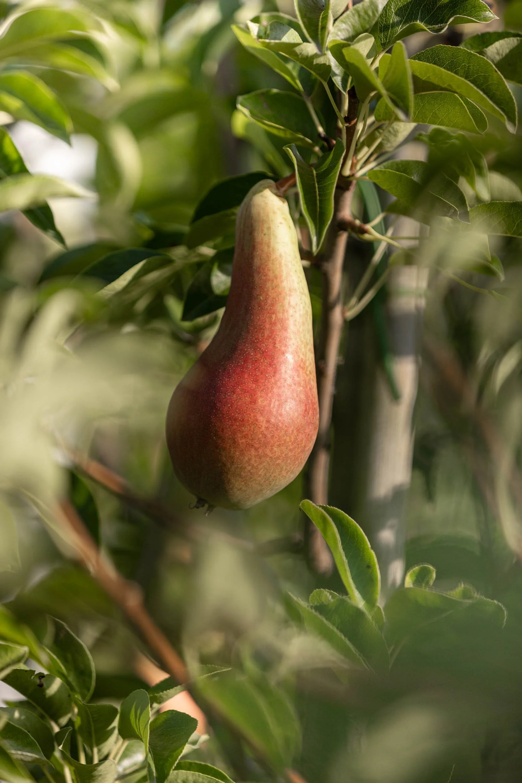 (c)marianne mittermayr_isidor (147).jpg