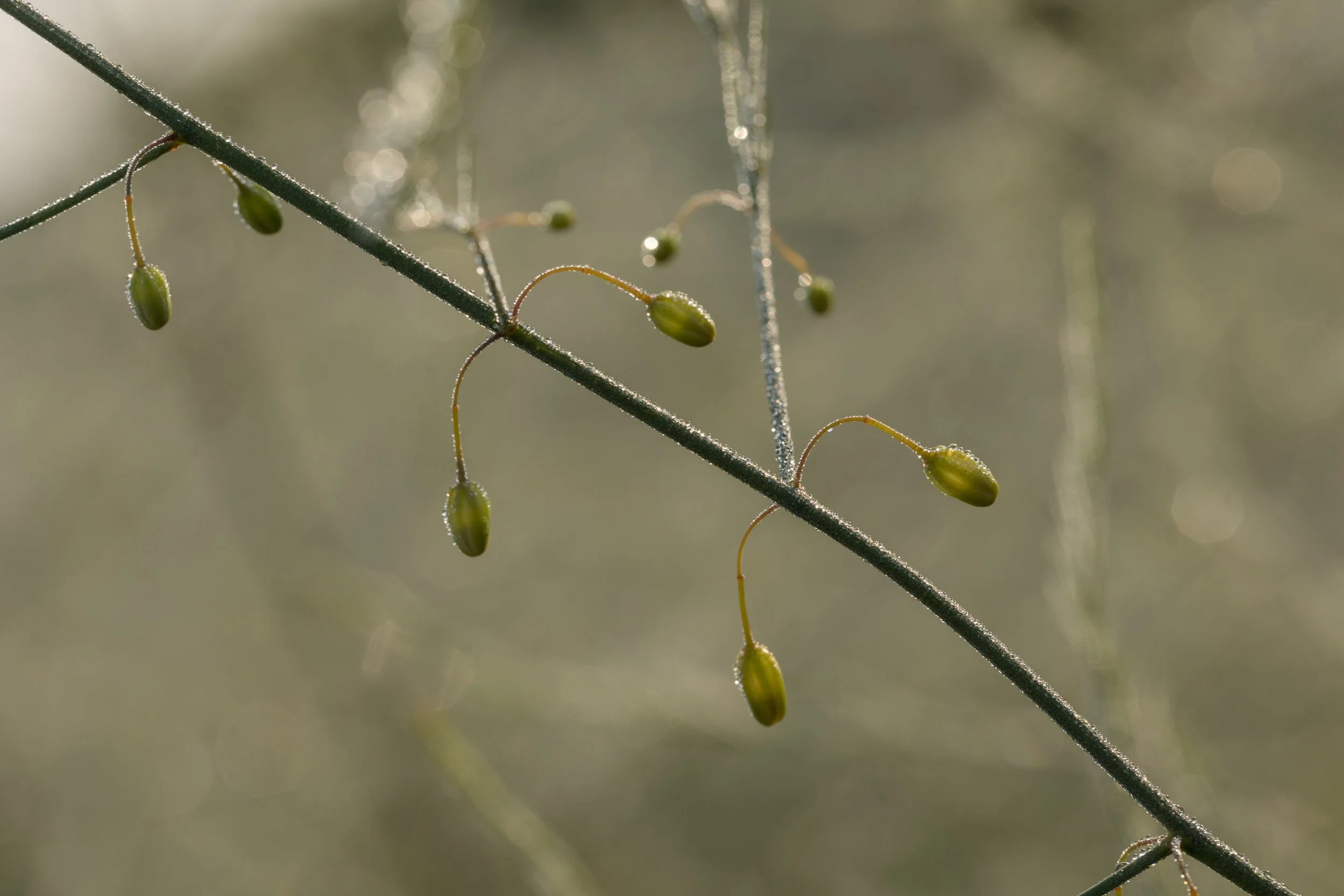 (c)marianne mittermayr_isidor (1).jpg