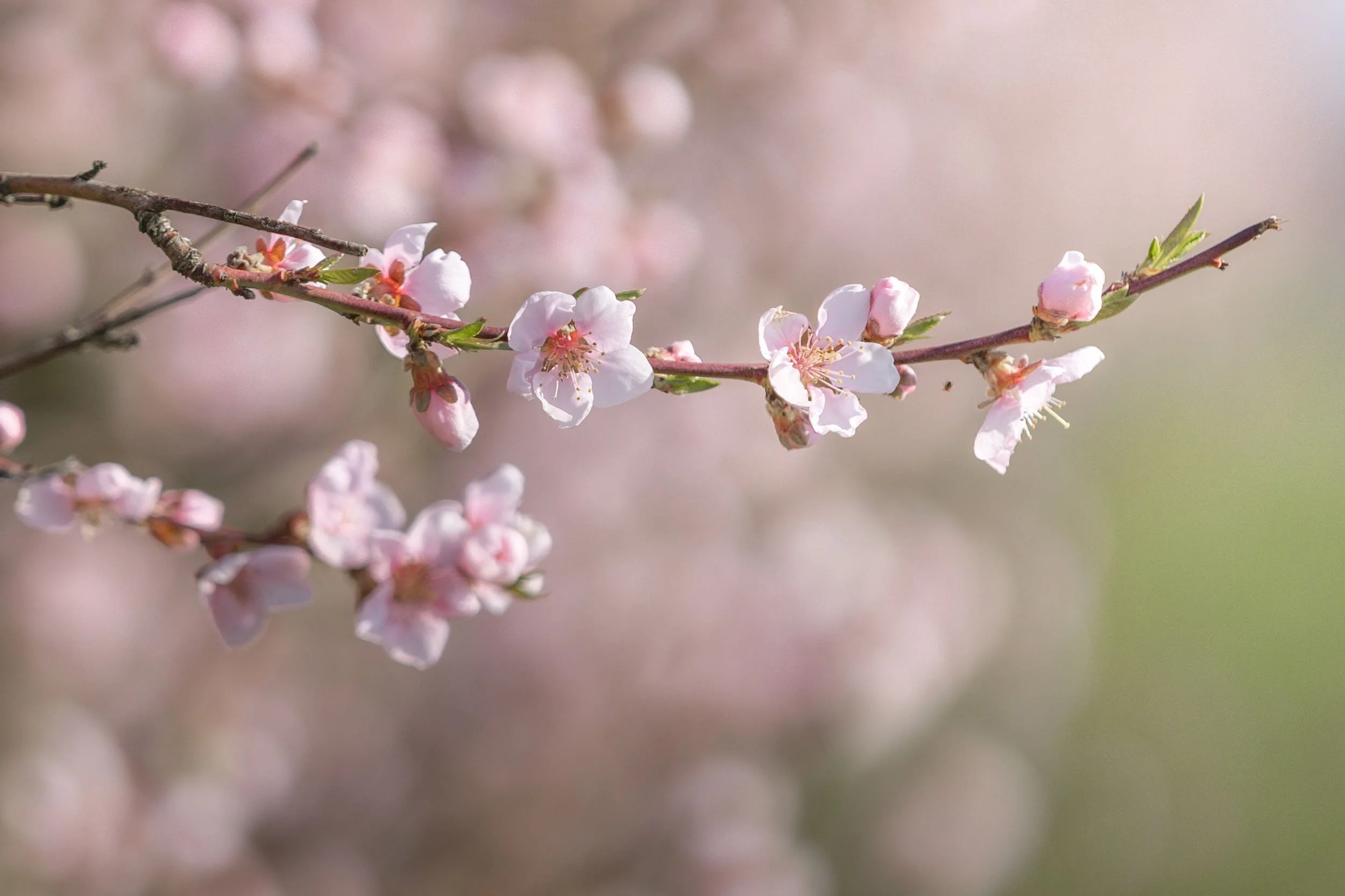 (c)marianne mittermayr_isidor (272).jpg