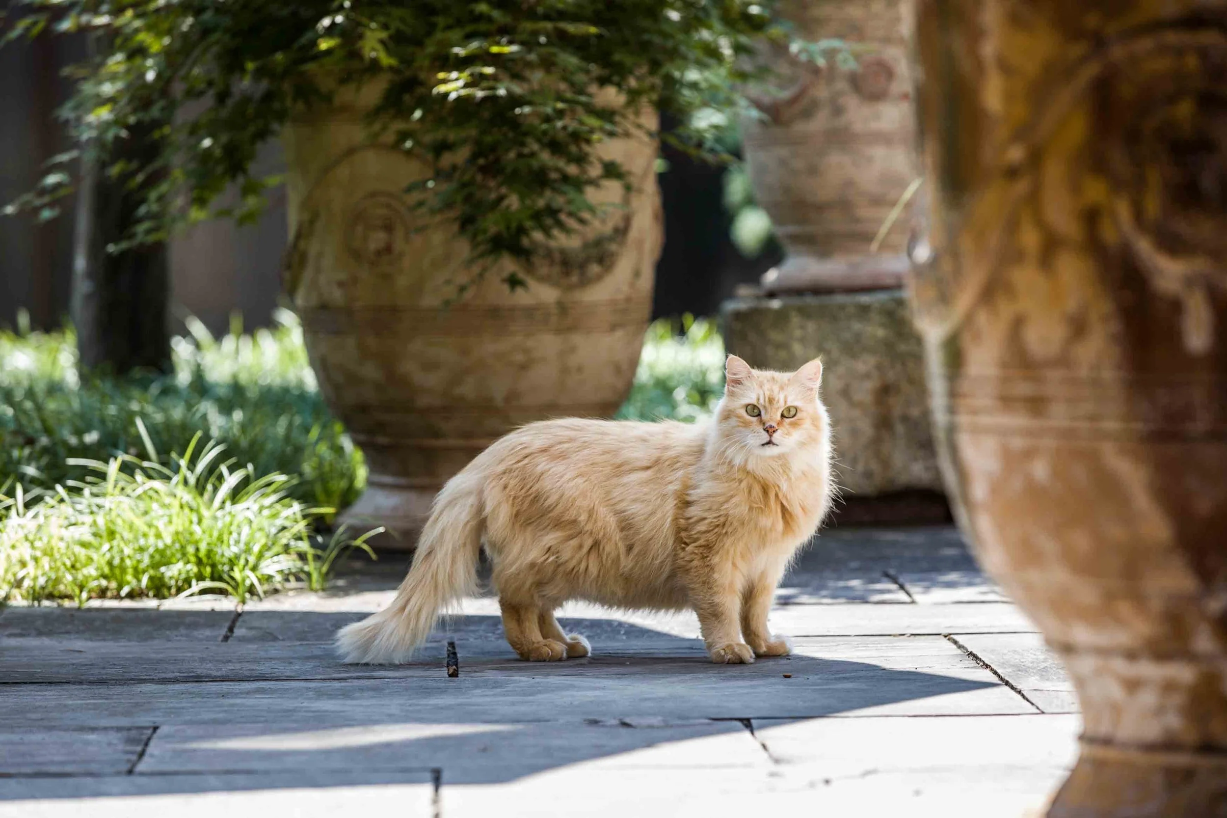 Eine gingerfarbene Katze steht auf einer sonnigen Terrasse, umgeben von großen Tontöpfen und grünem Garten.