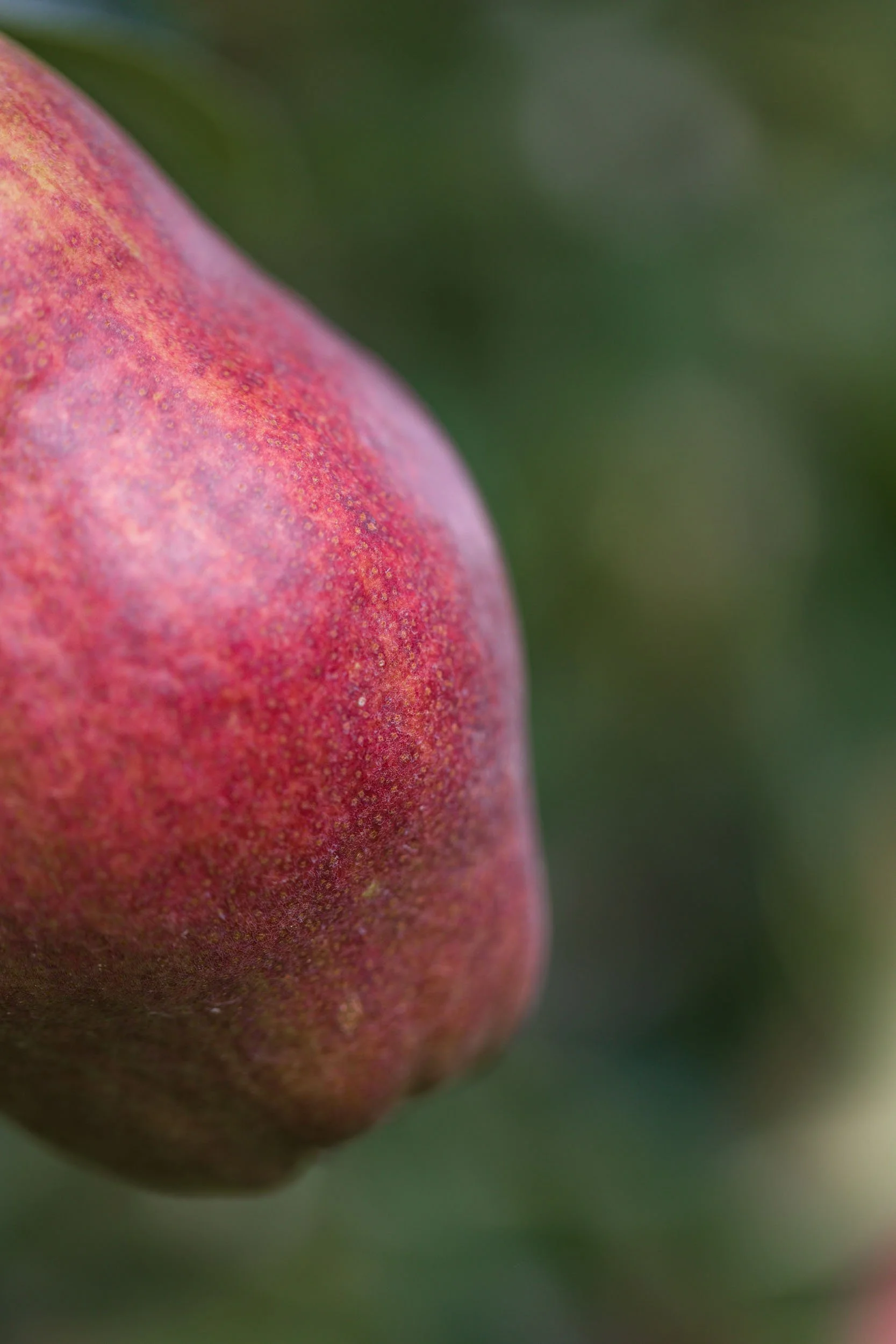 (c)marianne mittermayr_isidor (320).jpg