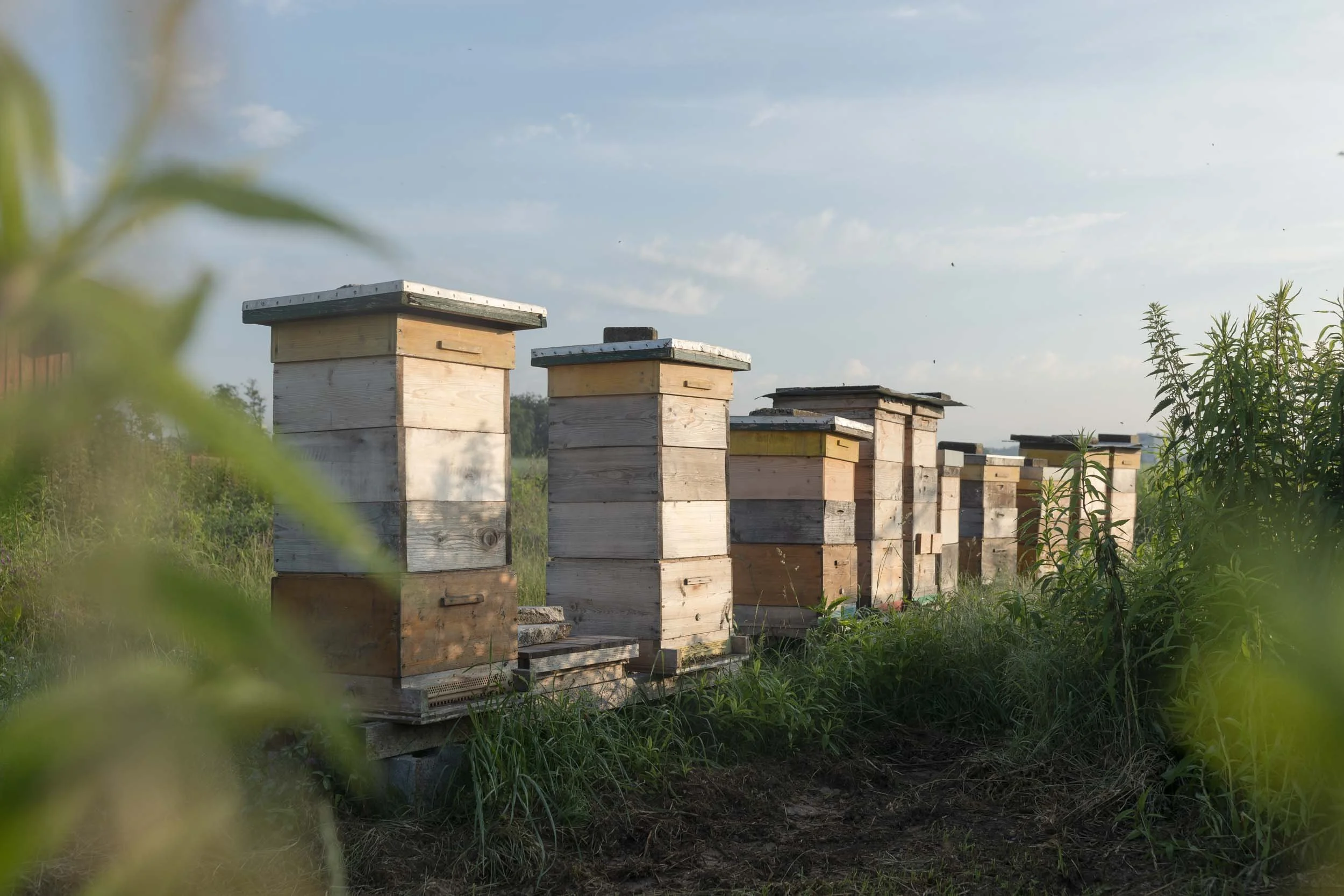 (c)marianne mittermayr_isidor (5).jpg