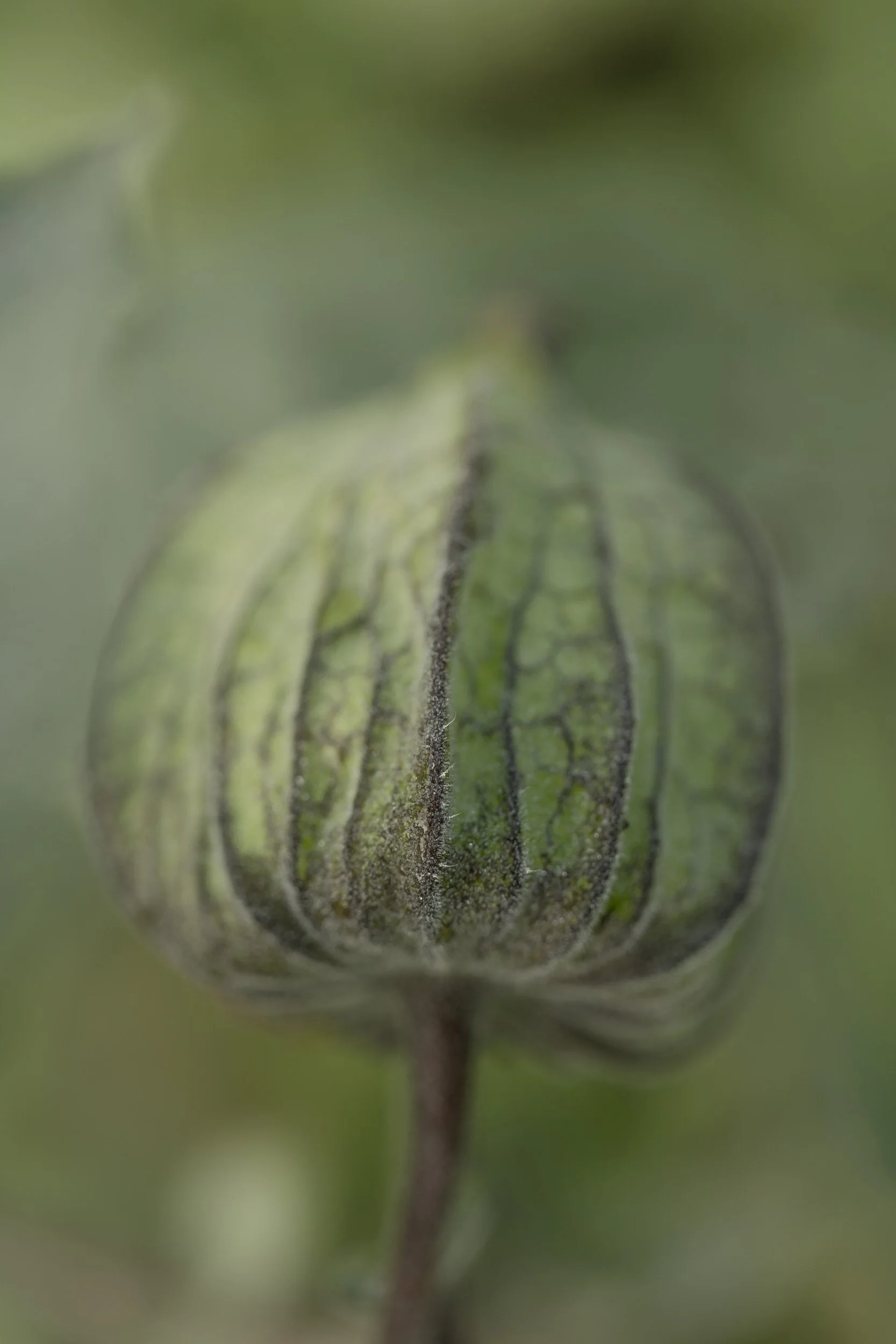 (c)marianne mittermayr_isidor (10).jpg