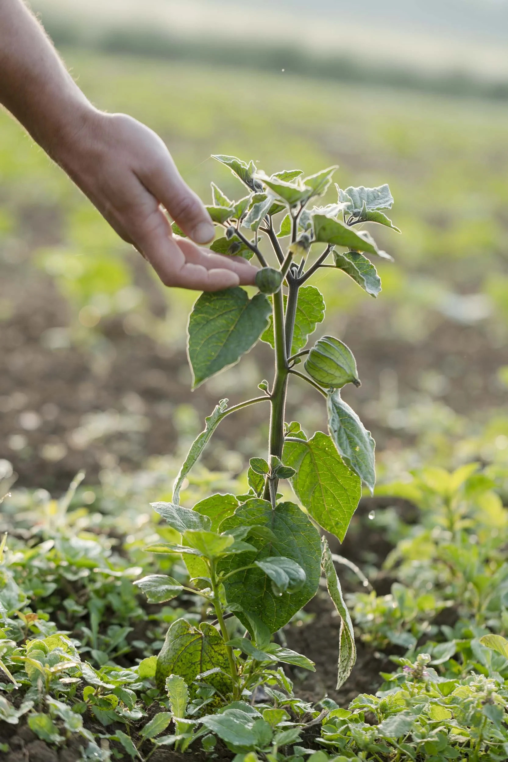 (c)marianne mittermayr_isidor (12).jpg