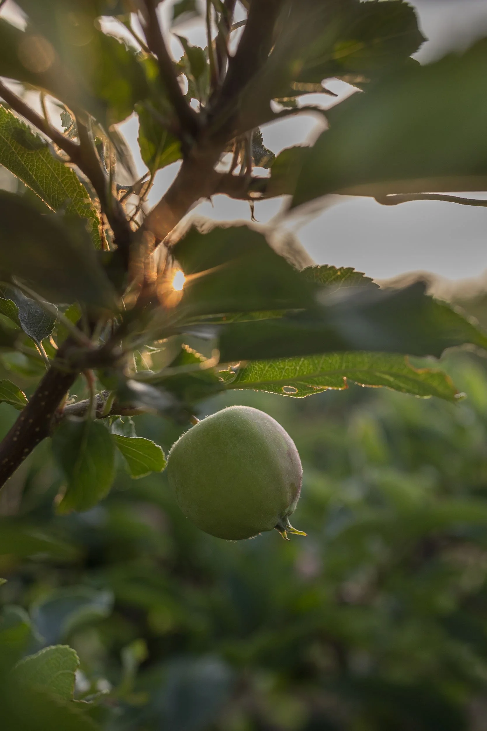 (c)marianne mittermayr_isidor (37).jpg