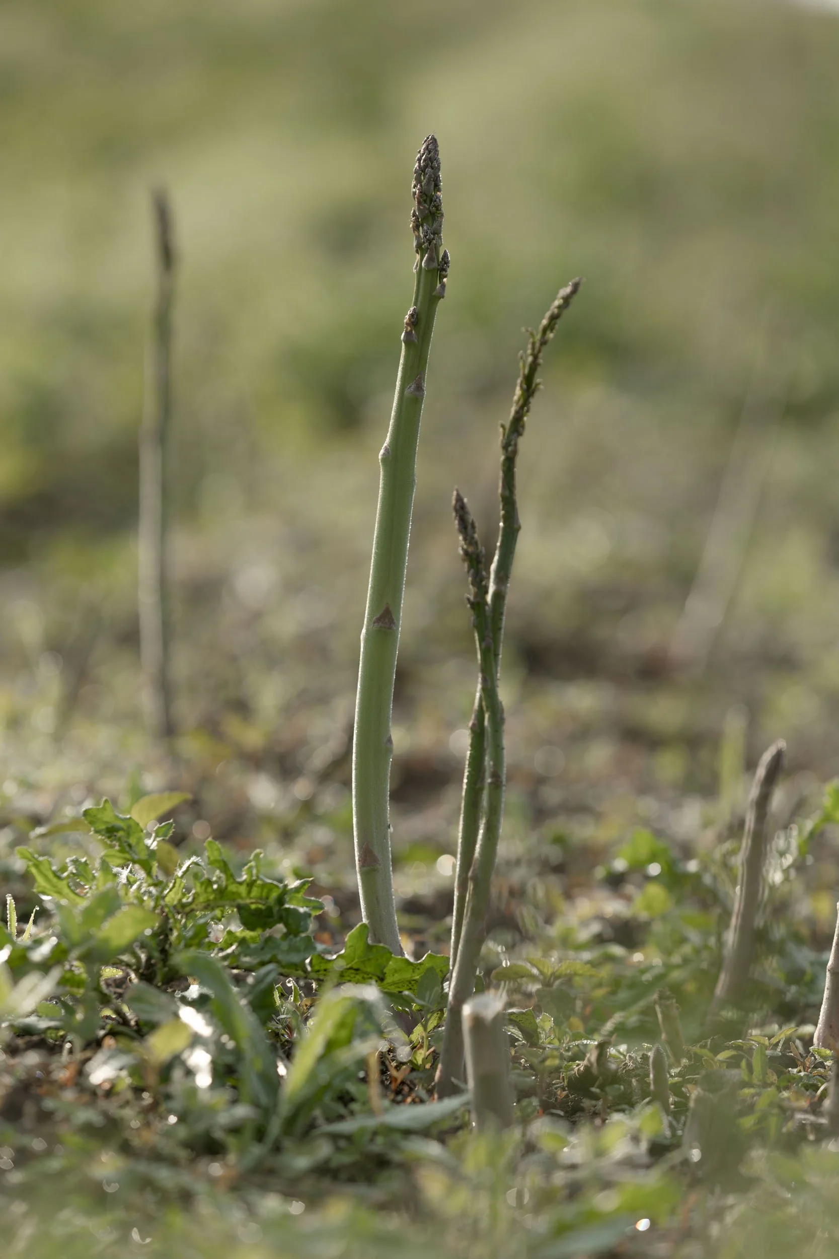 (c)marianne mittermayr_isidor (355).jpg