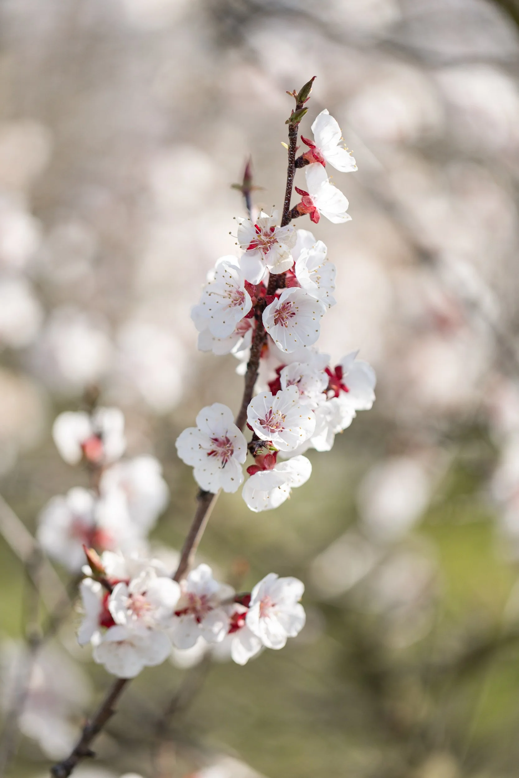 (c)marianne mittermayr_isidor (255).jpg