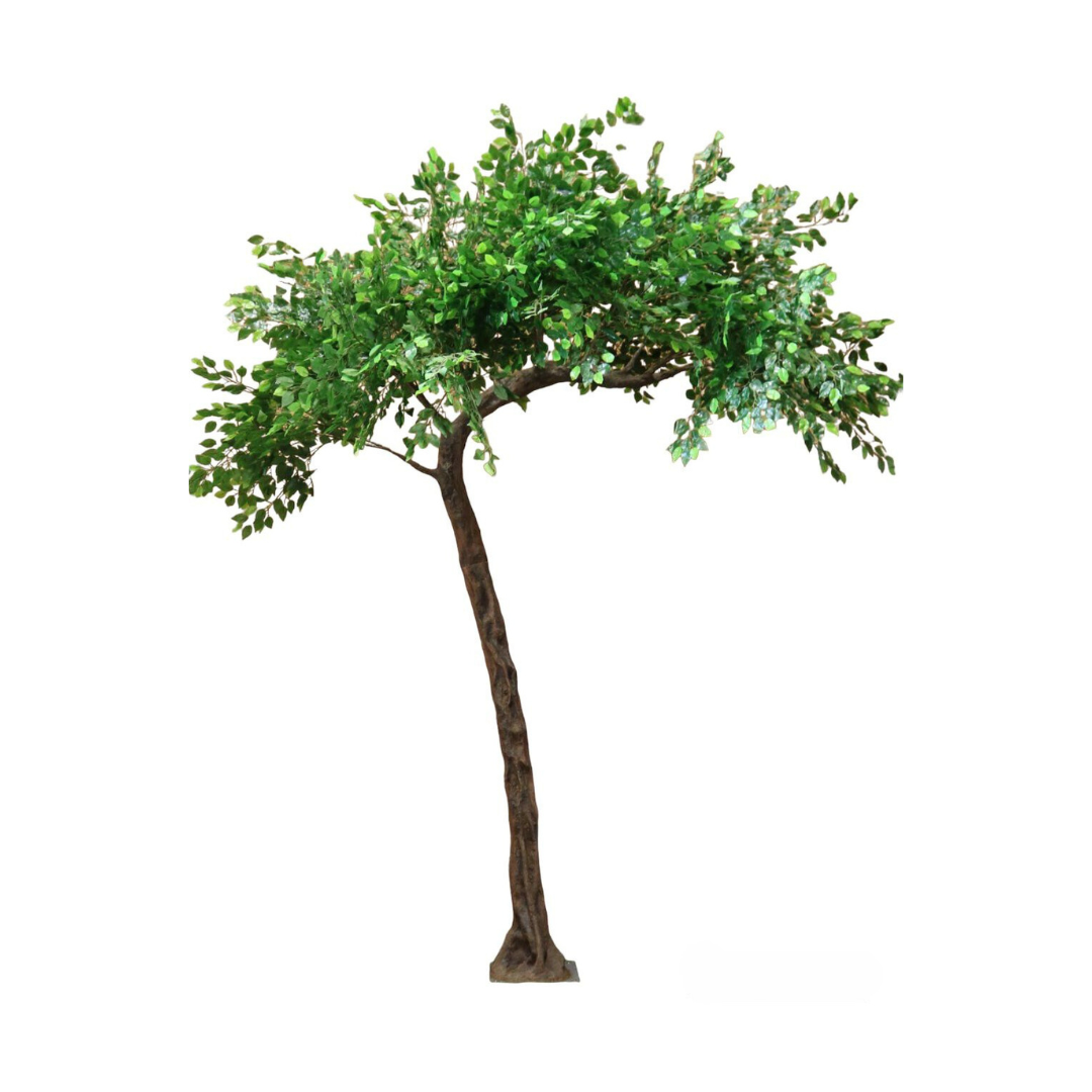 3.2-Ficus.png