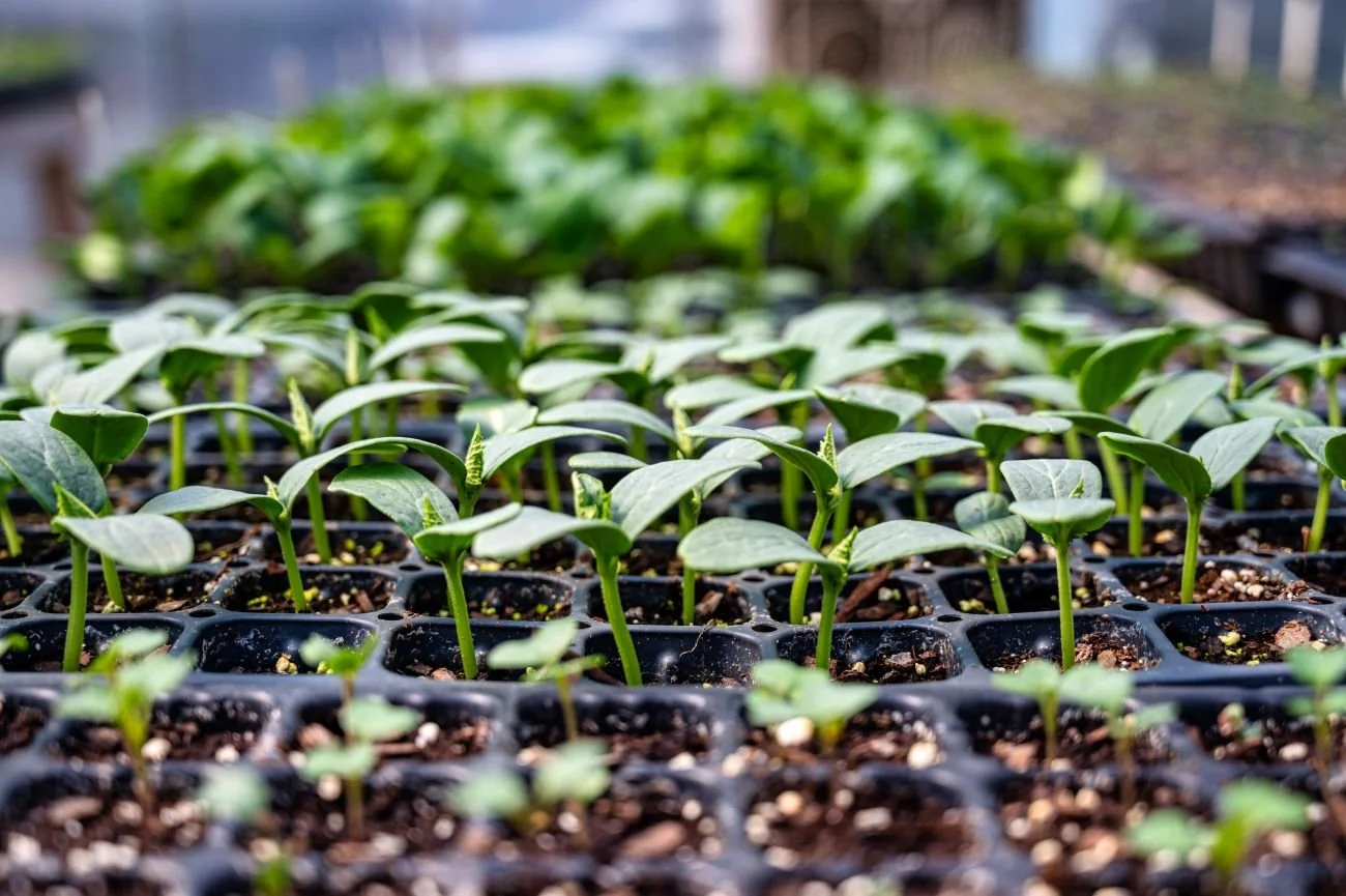 Winter Party and Winter Native Plant Sowing Demo 