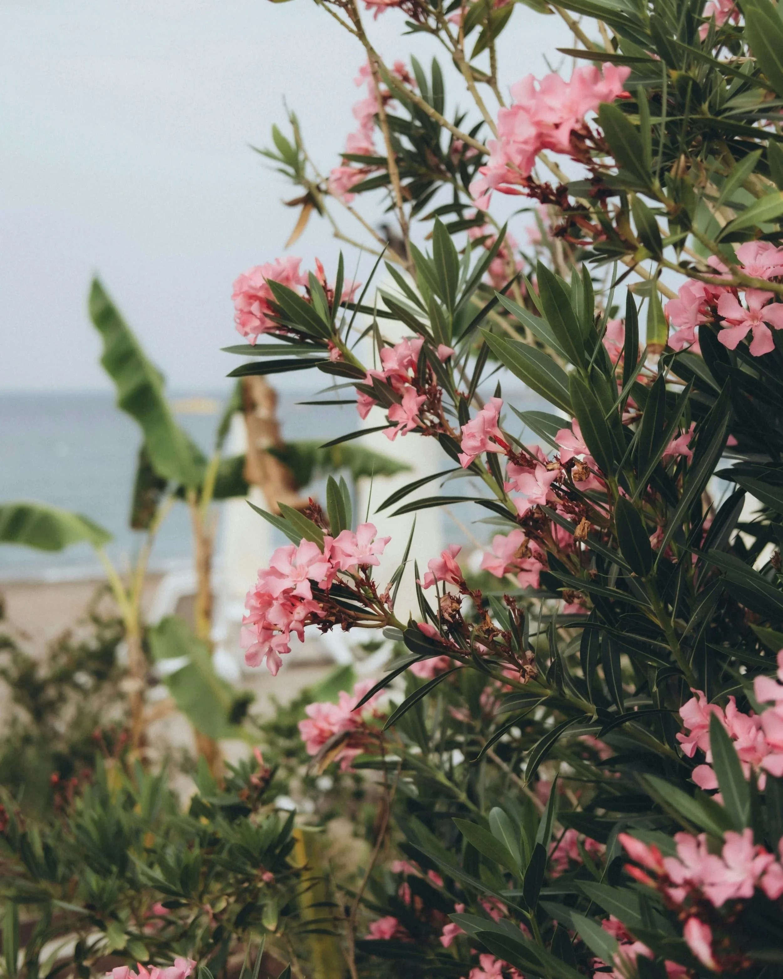 Episode 1 - Embracing the Shadows and the Light: Holding All Your Parts with Compassion