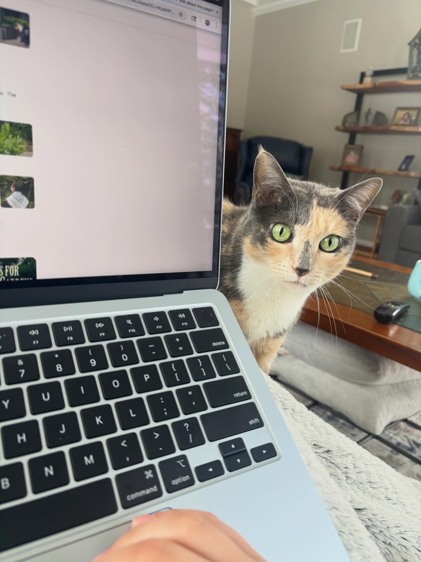 I call this one &ldquo;Feline Mandated Break in Polyptych&rdquo;