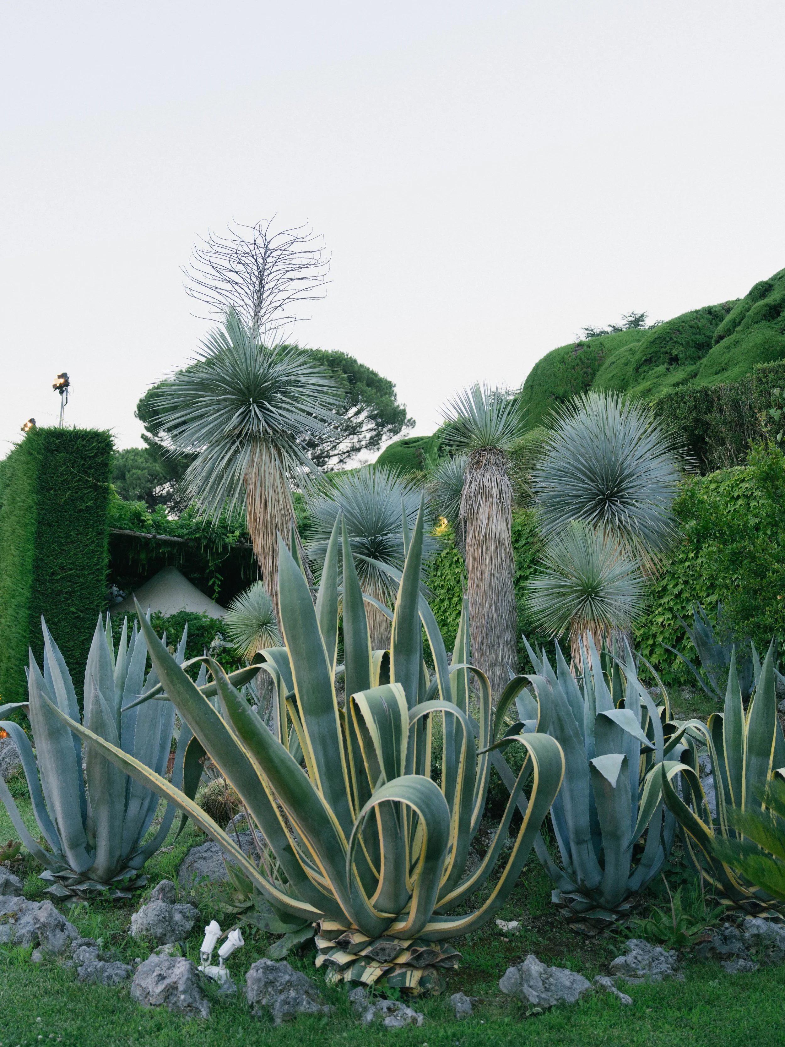 A garden scene with several large agave plants, some with long pointed leaves and others with a spiky round shape, amongst rocks and grass, with lush green bushes and trees in the background under an overcast sky.