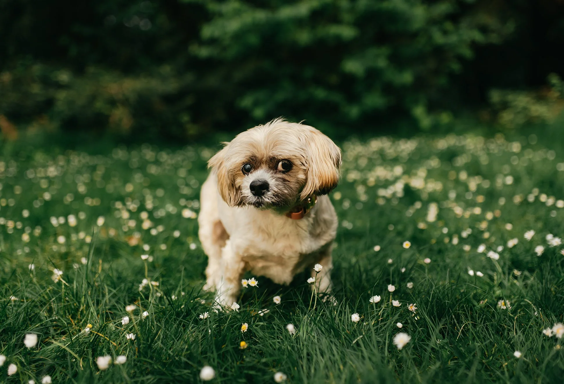 Seattle Dog Photoshoot 