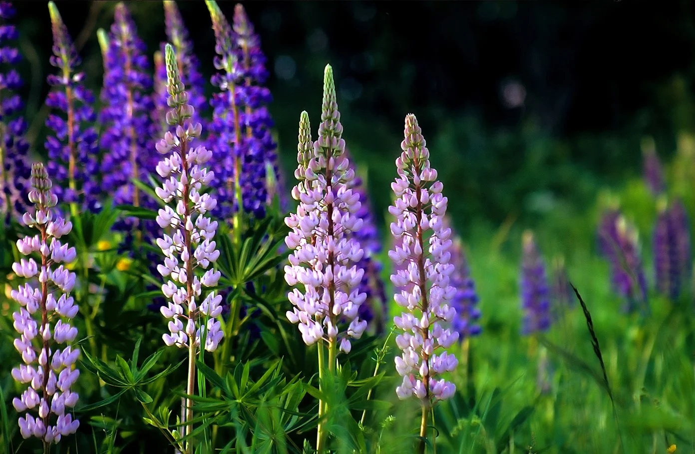Lupines Watercolor Web100dpi.jpg