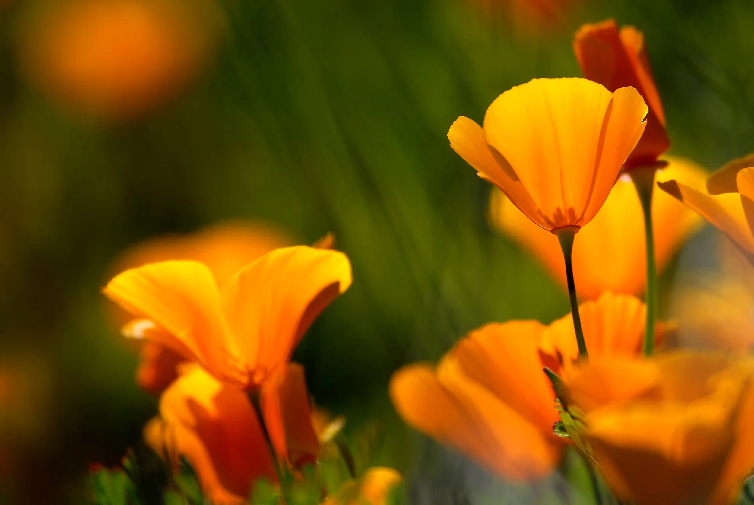 California Poppies