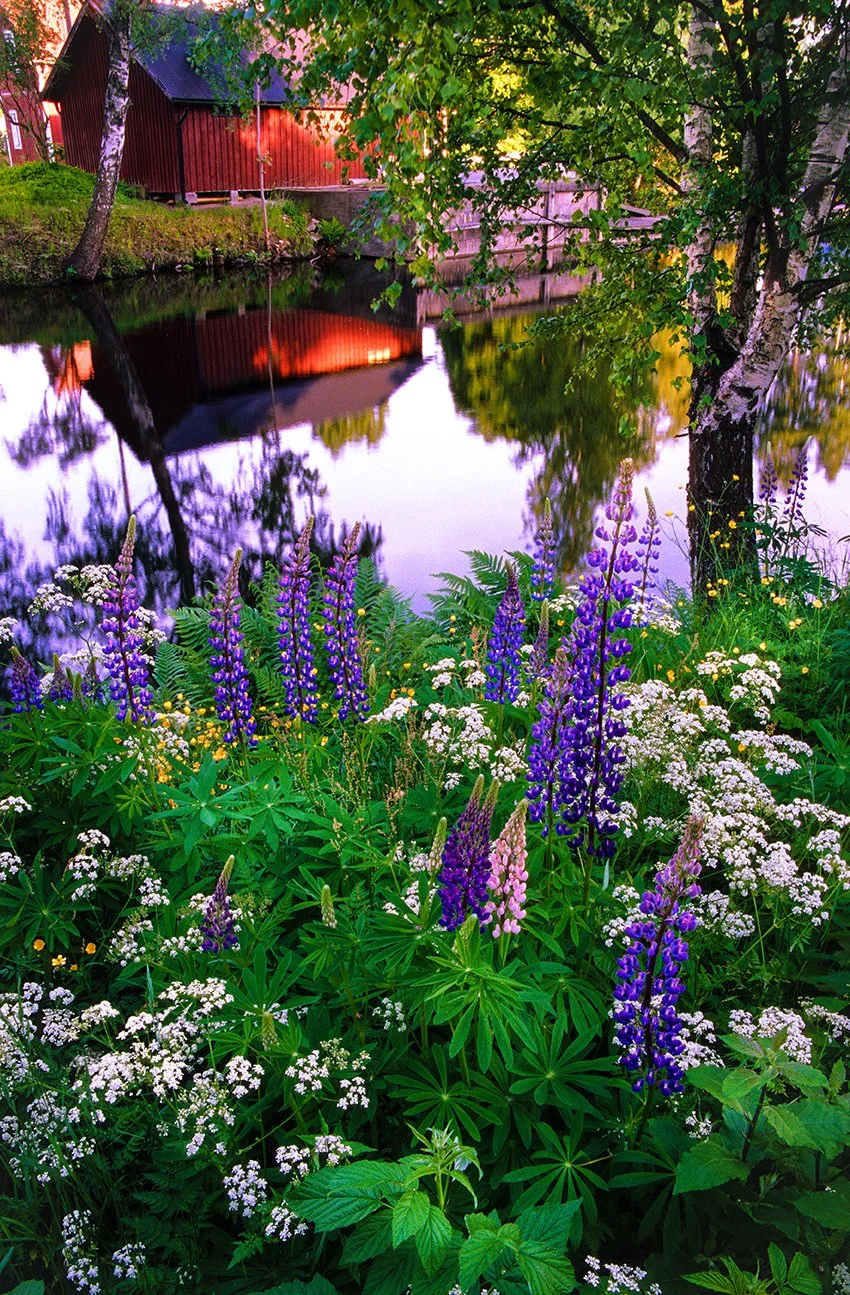 Flowers by canal 1 Print.jpg
