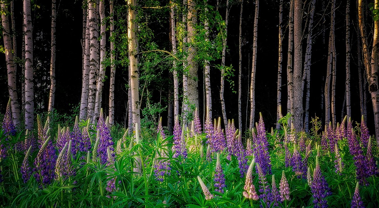 Birch and Lupines Web.jpg
