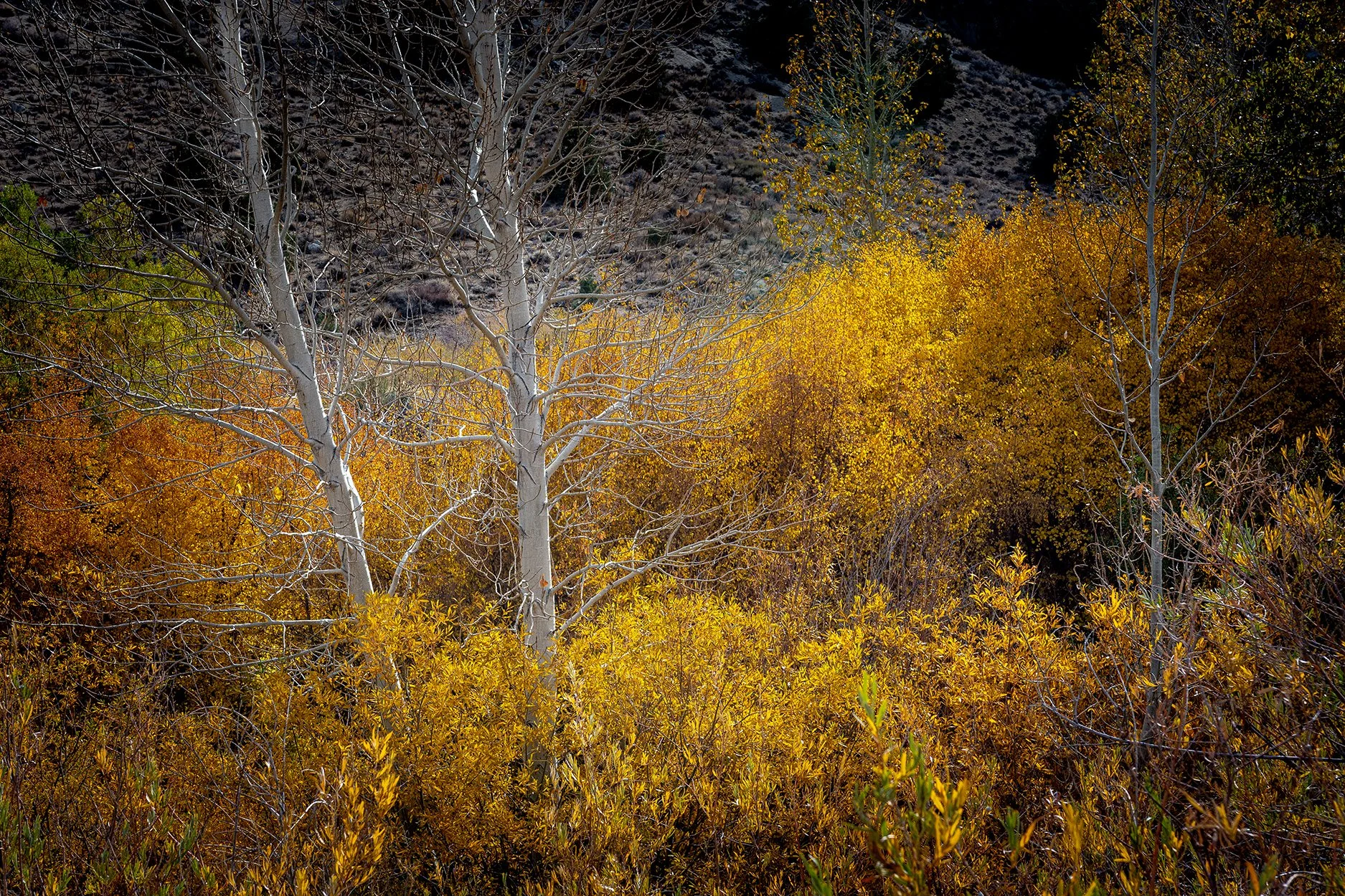 Aspen Trees, Bishop Ca.