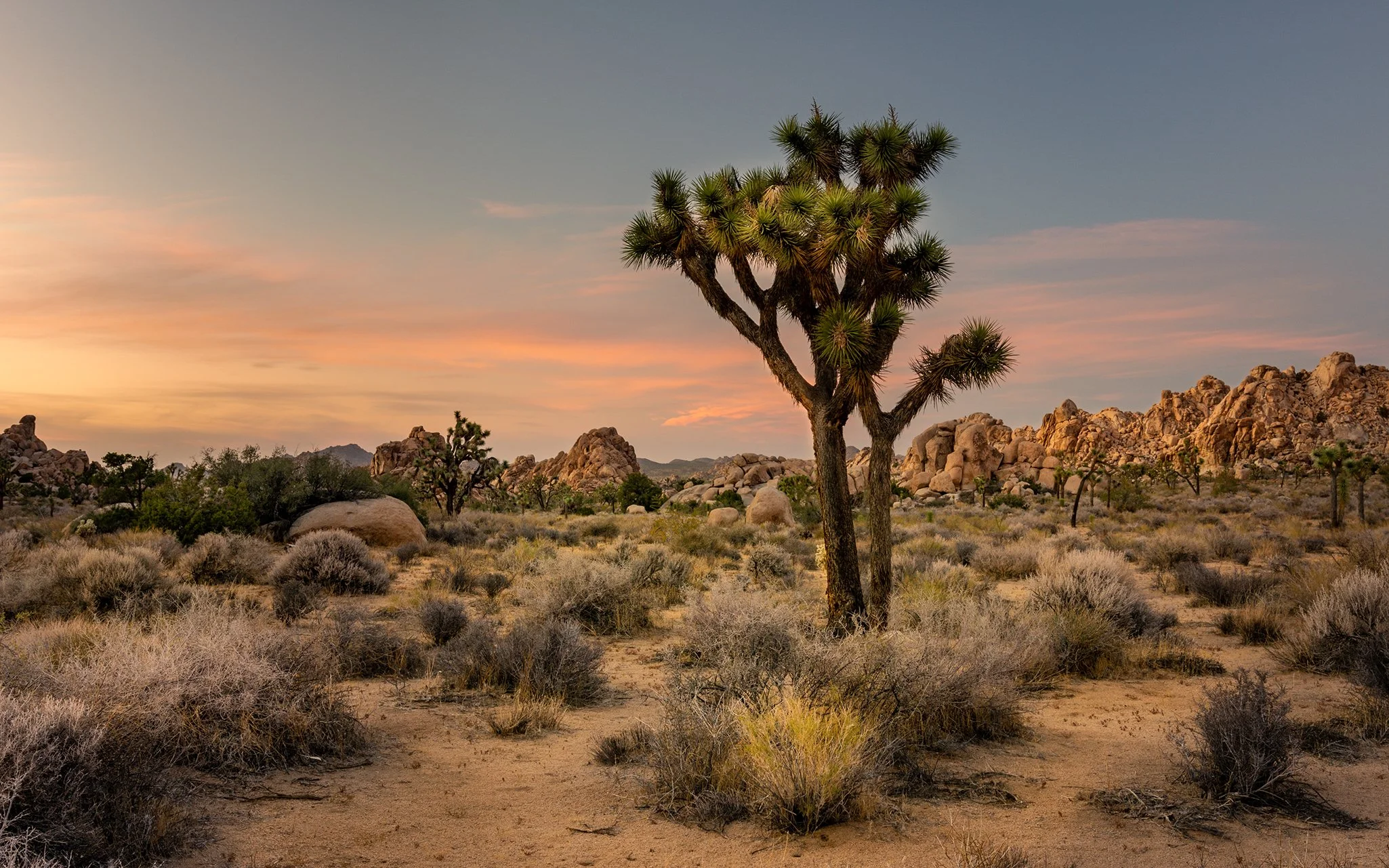 Joshua Tree, Joshua Tree NP